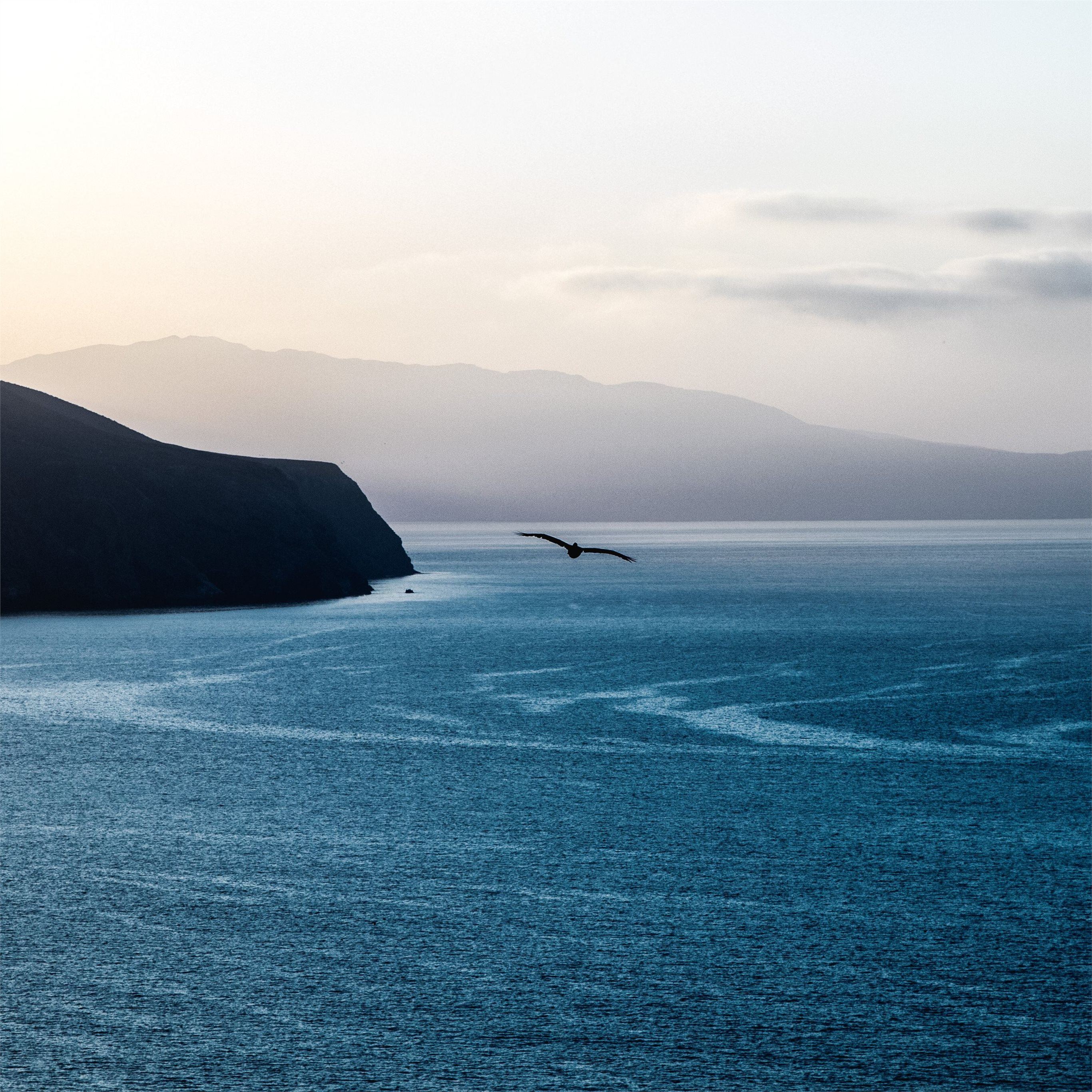 Bird Flying Near Sea Wallpapers