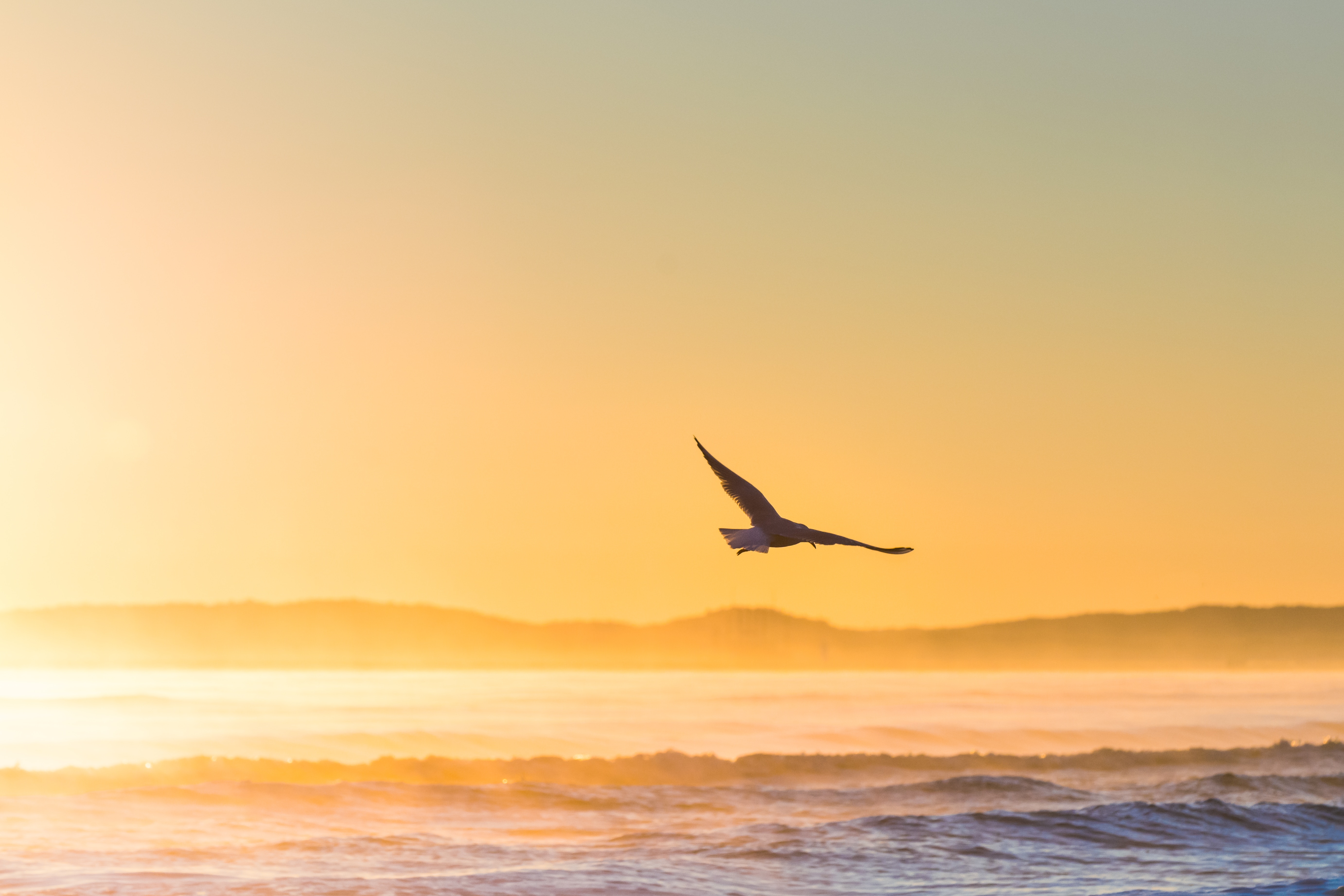 Bird Flying Near Sea Wallpapers