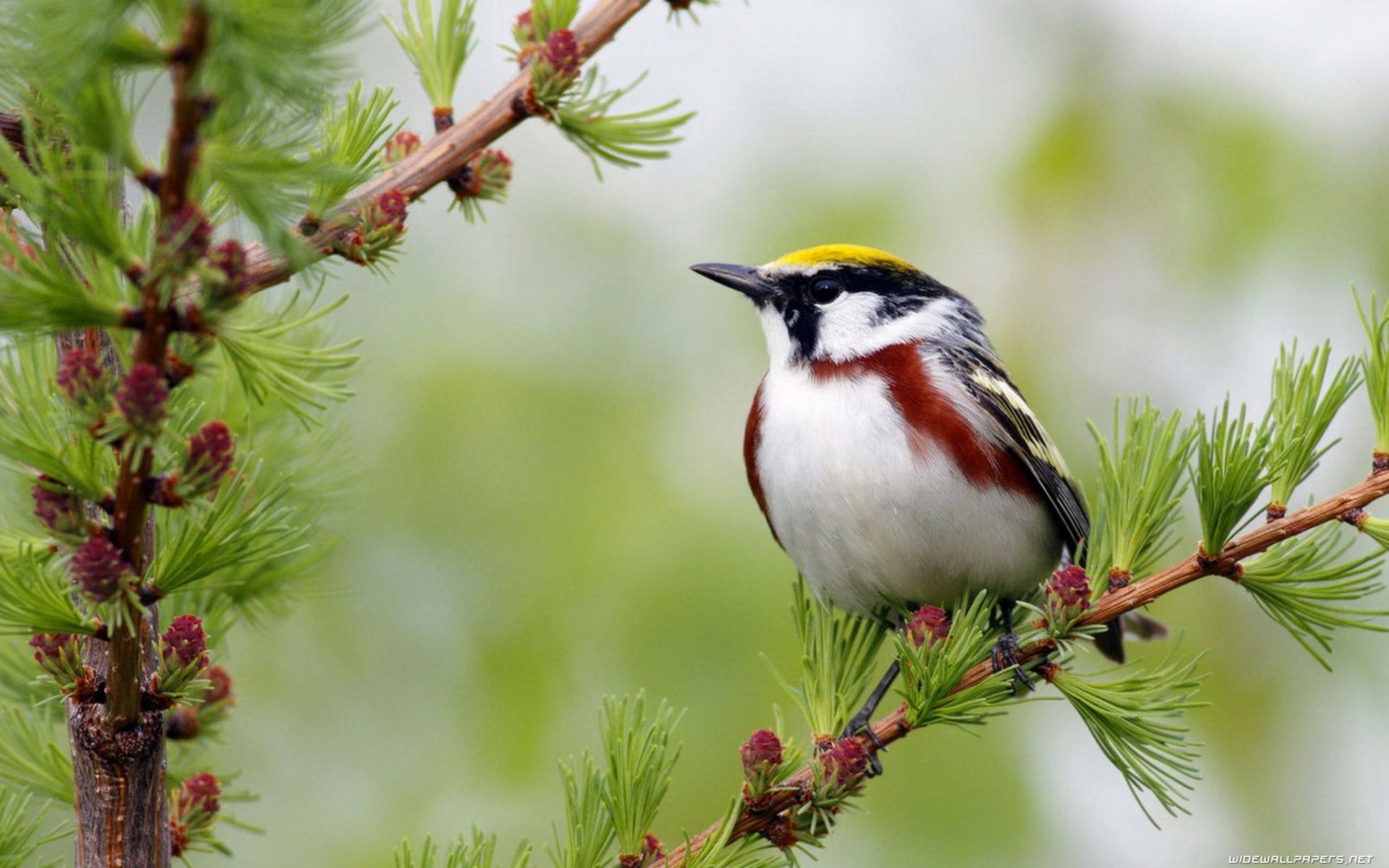 Bird For Computer Wallpapers