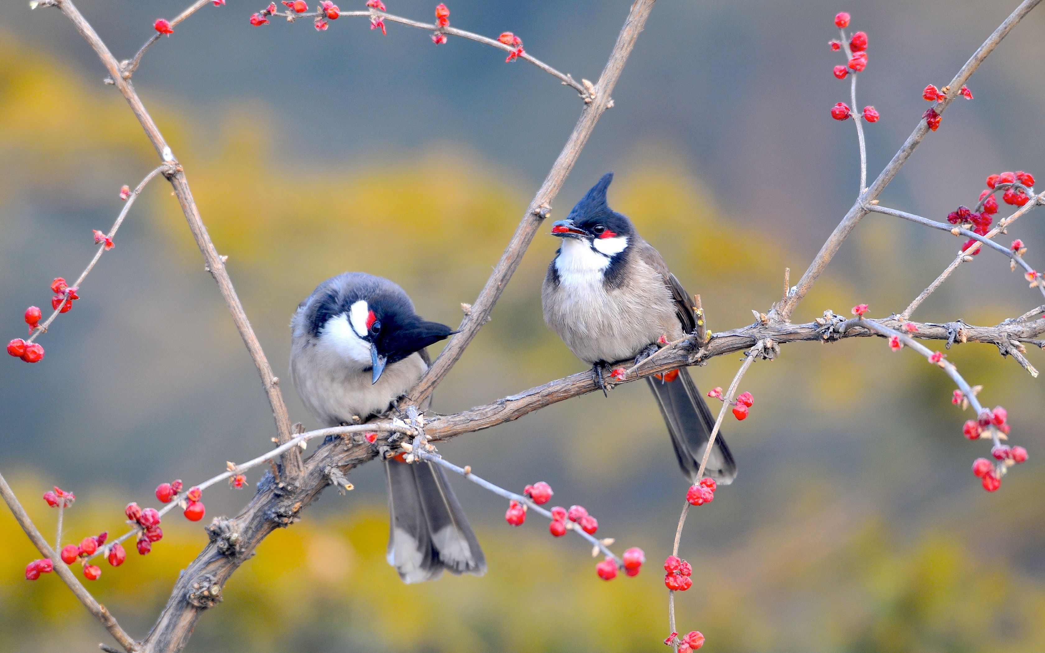 Bird For Computer Wallpapers