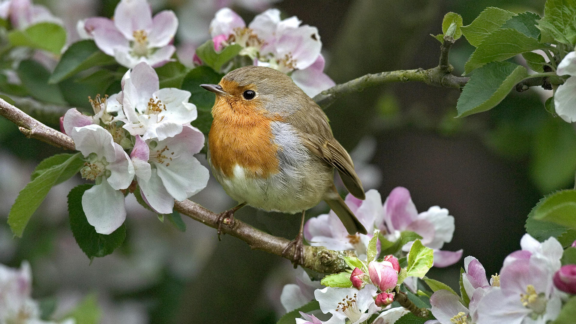 Bird For Computer Wallpapers