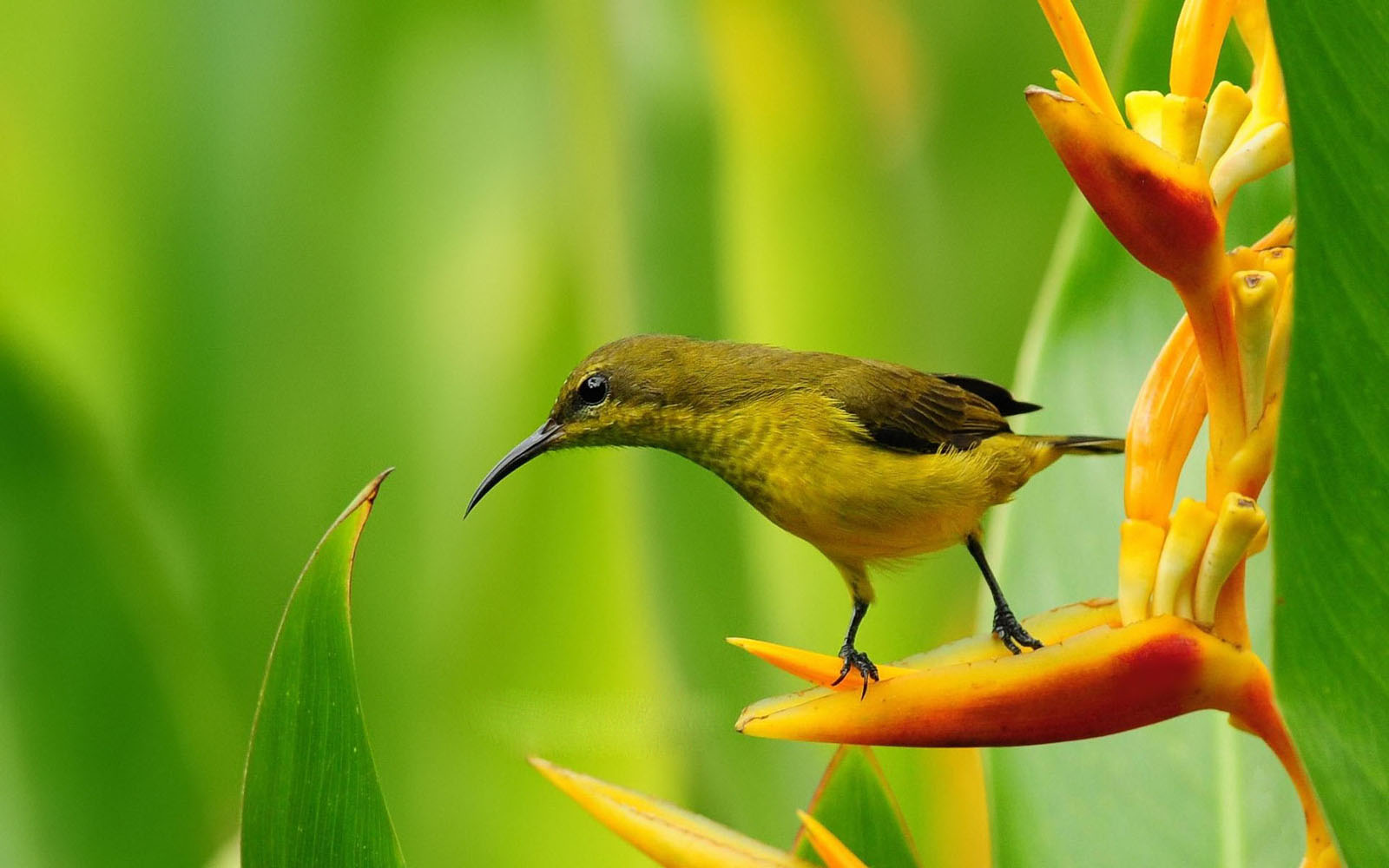 Bird For Computer Wallpapers