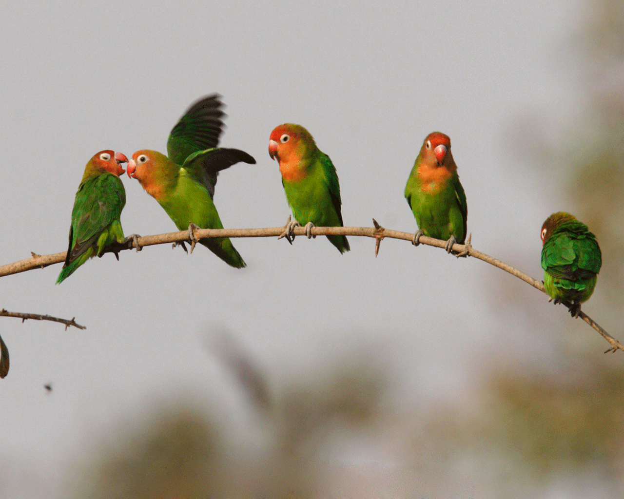 Bird For Computer Wallpapers