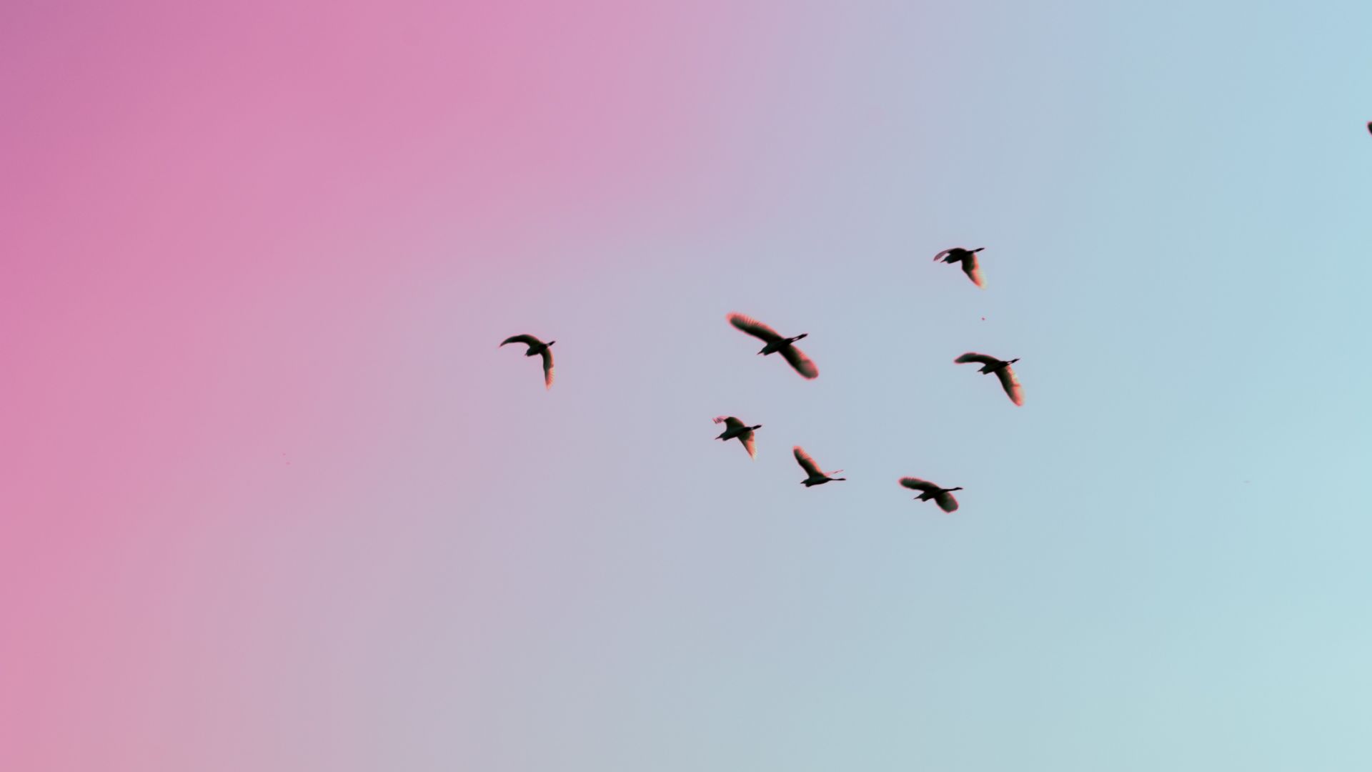 Bird For Computer Wallpapers