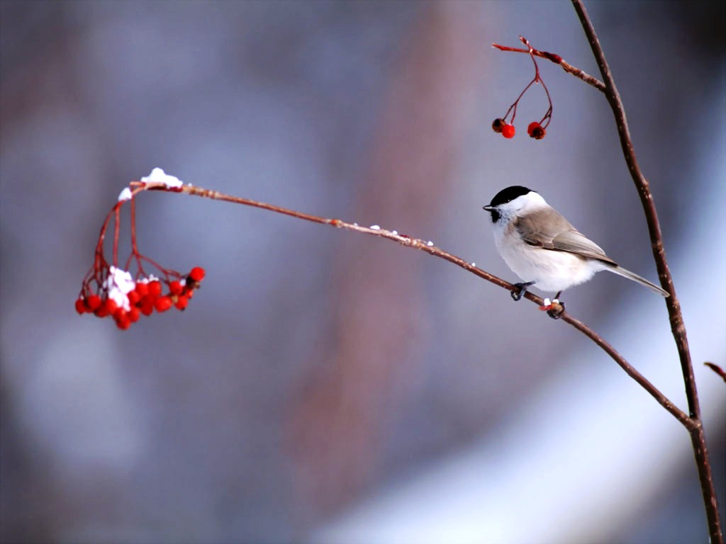 Bird For Computer Wallpapers