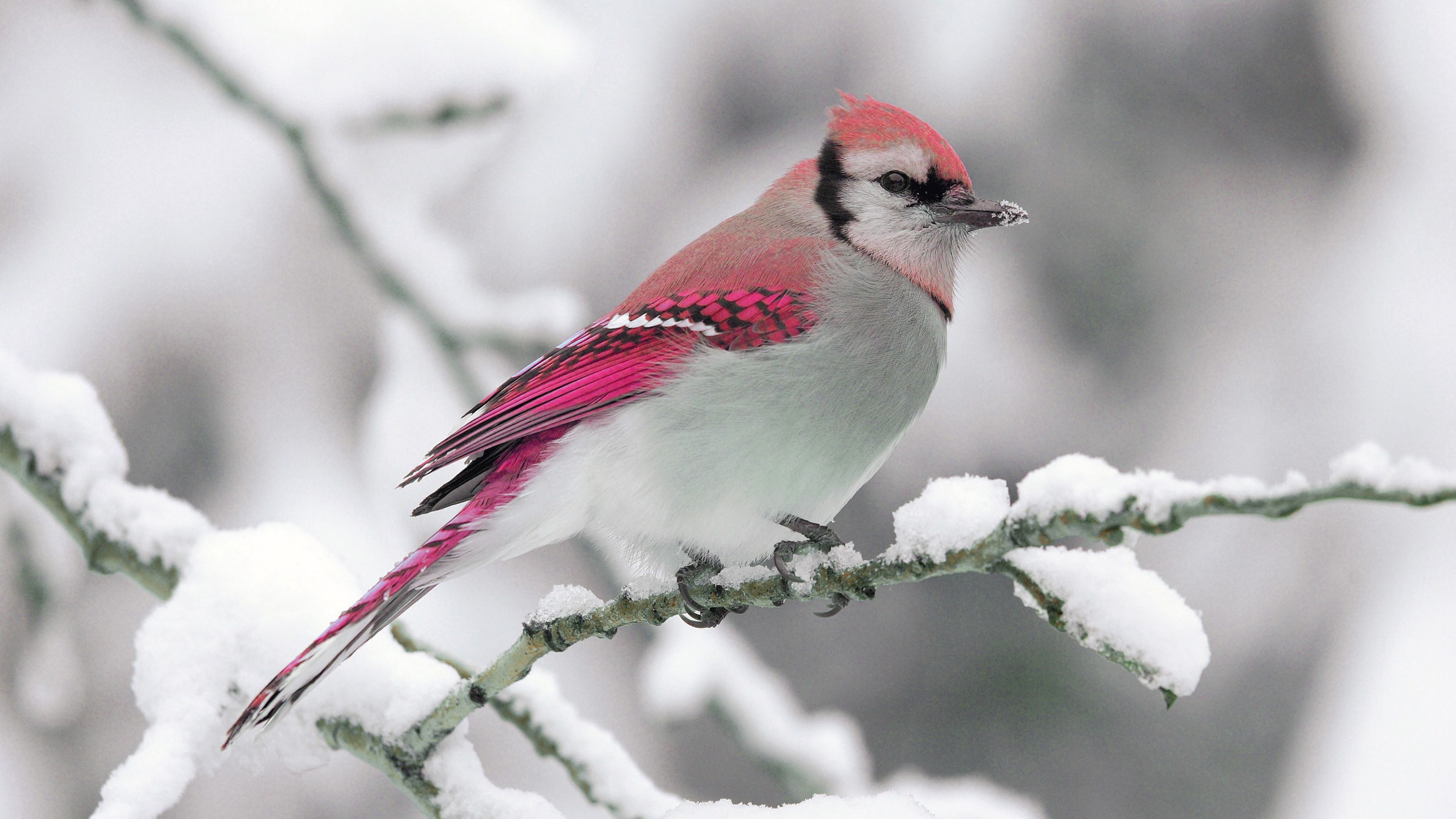 Bird For Computer Wallpapers