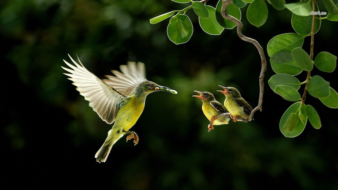 Bird For Computer Wallpapers