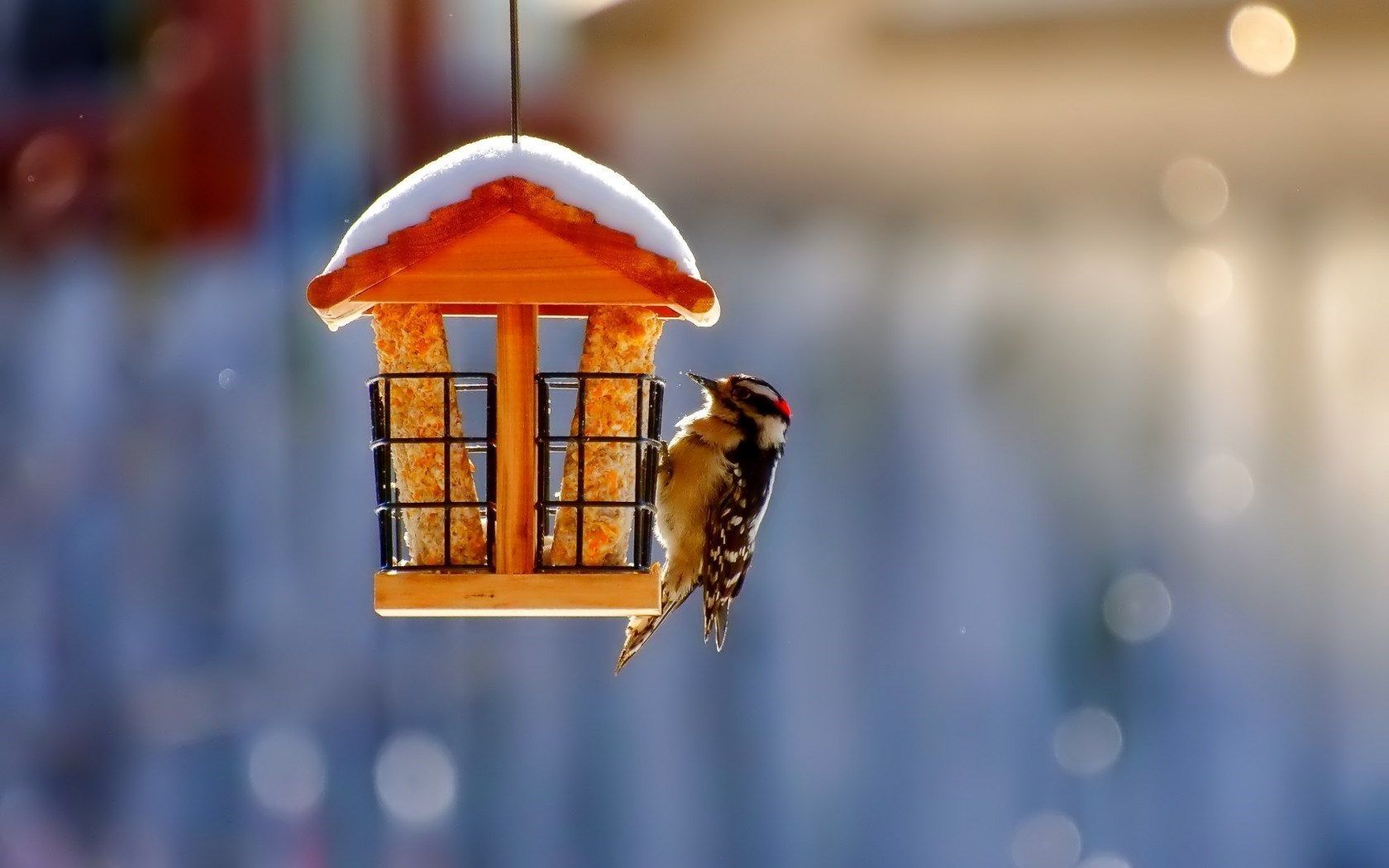 Bird House Wallpapers