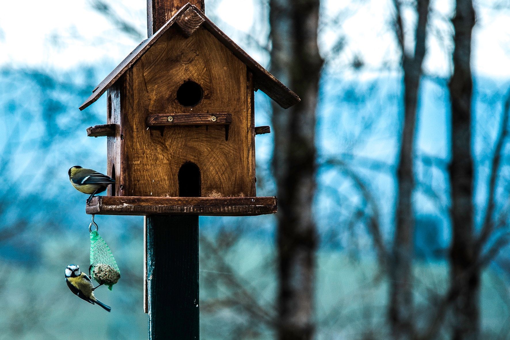 Bird House Wallpapers