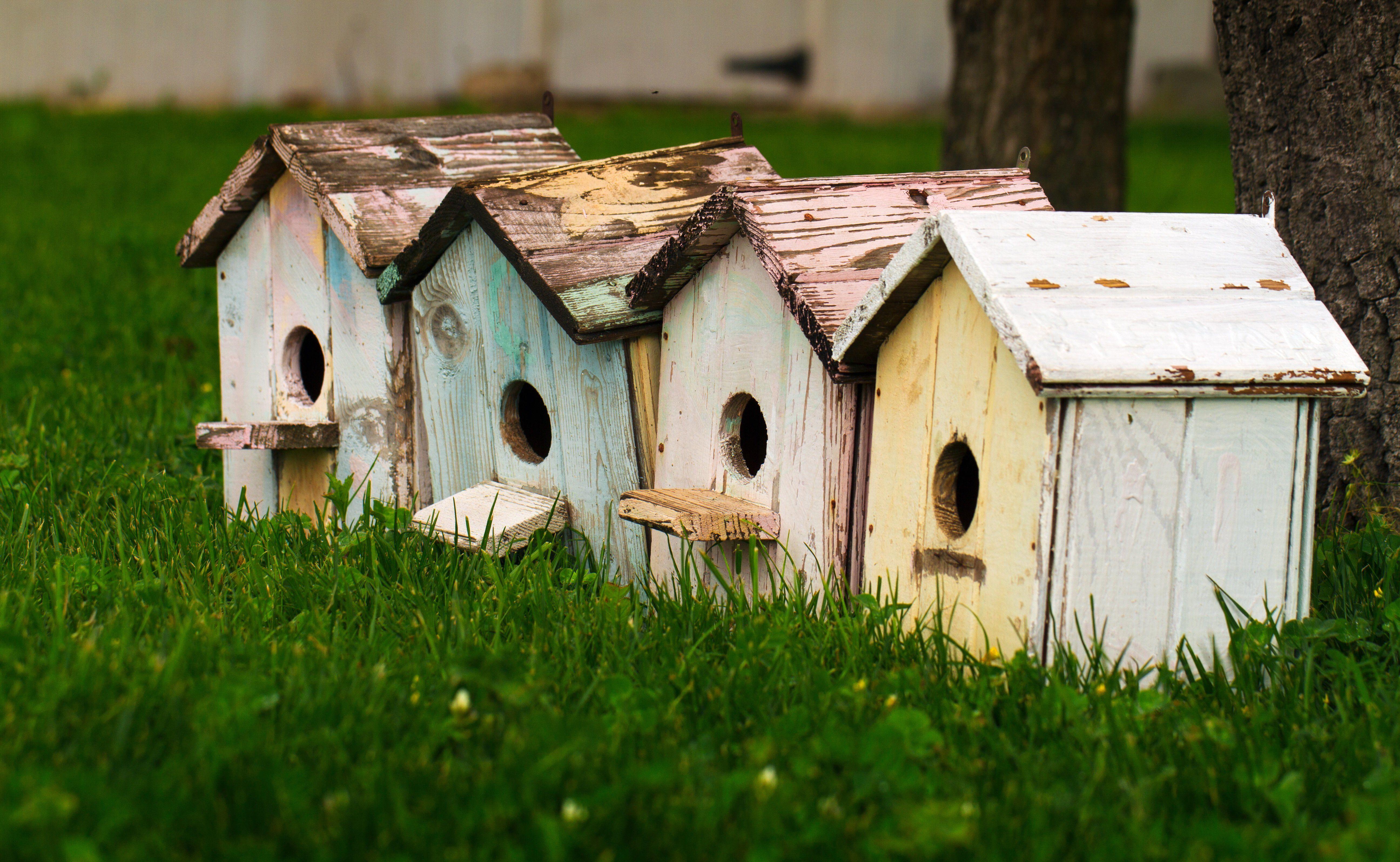 Bird House Wallpapers