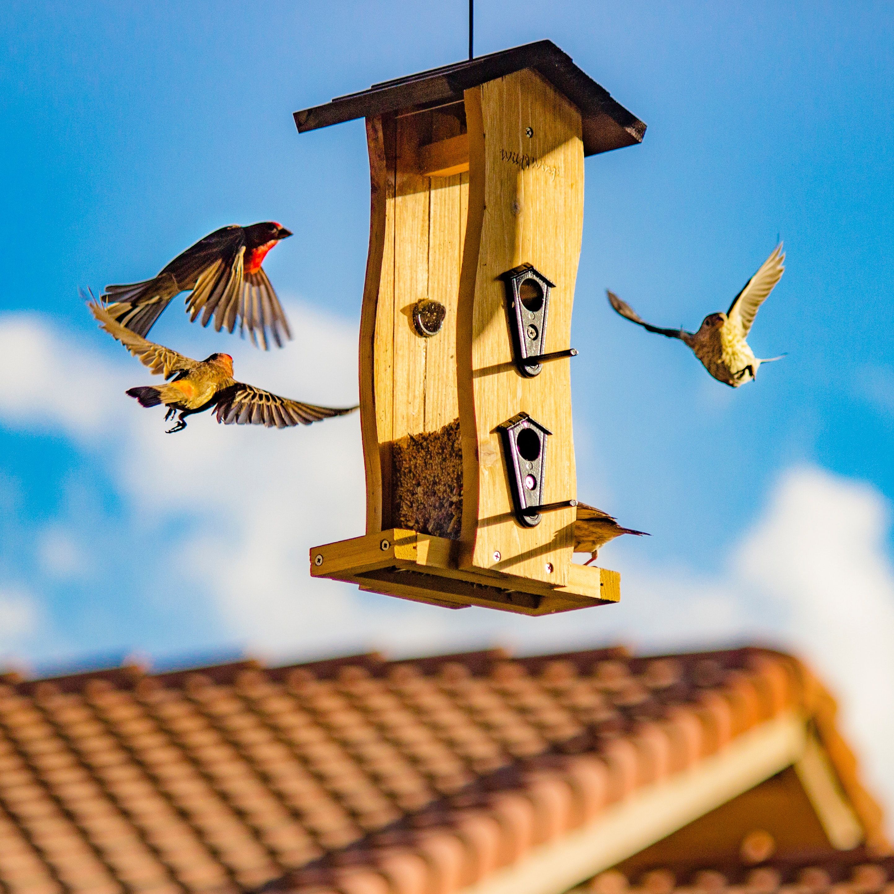 Bird House Wallpapers