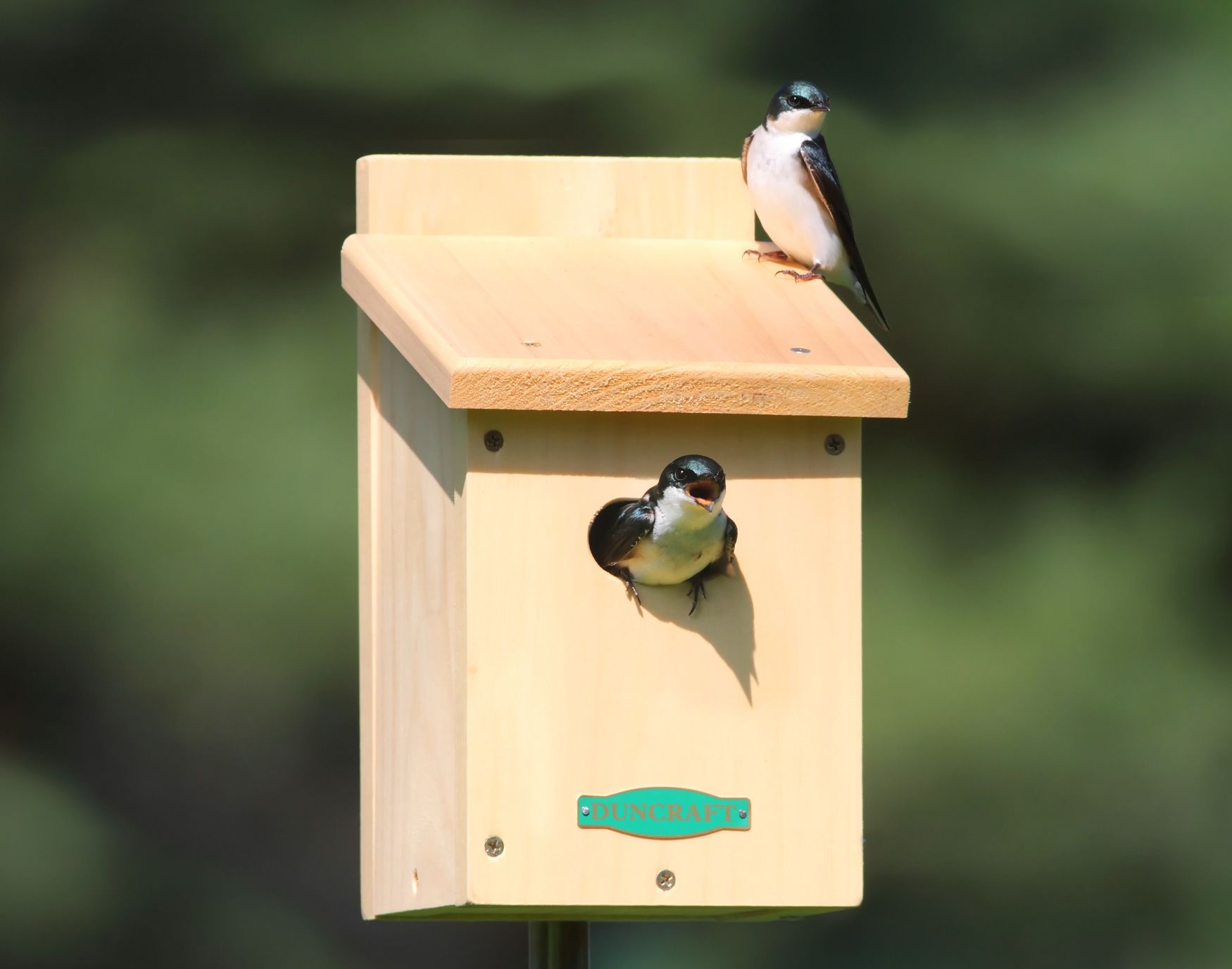 Bird House Wallpapers