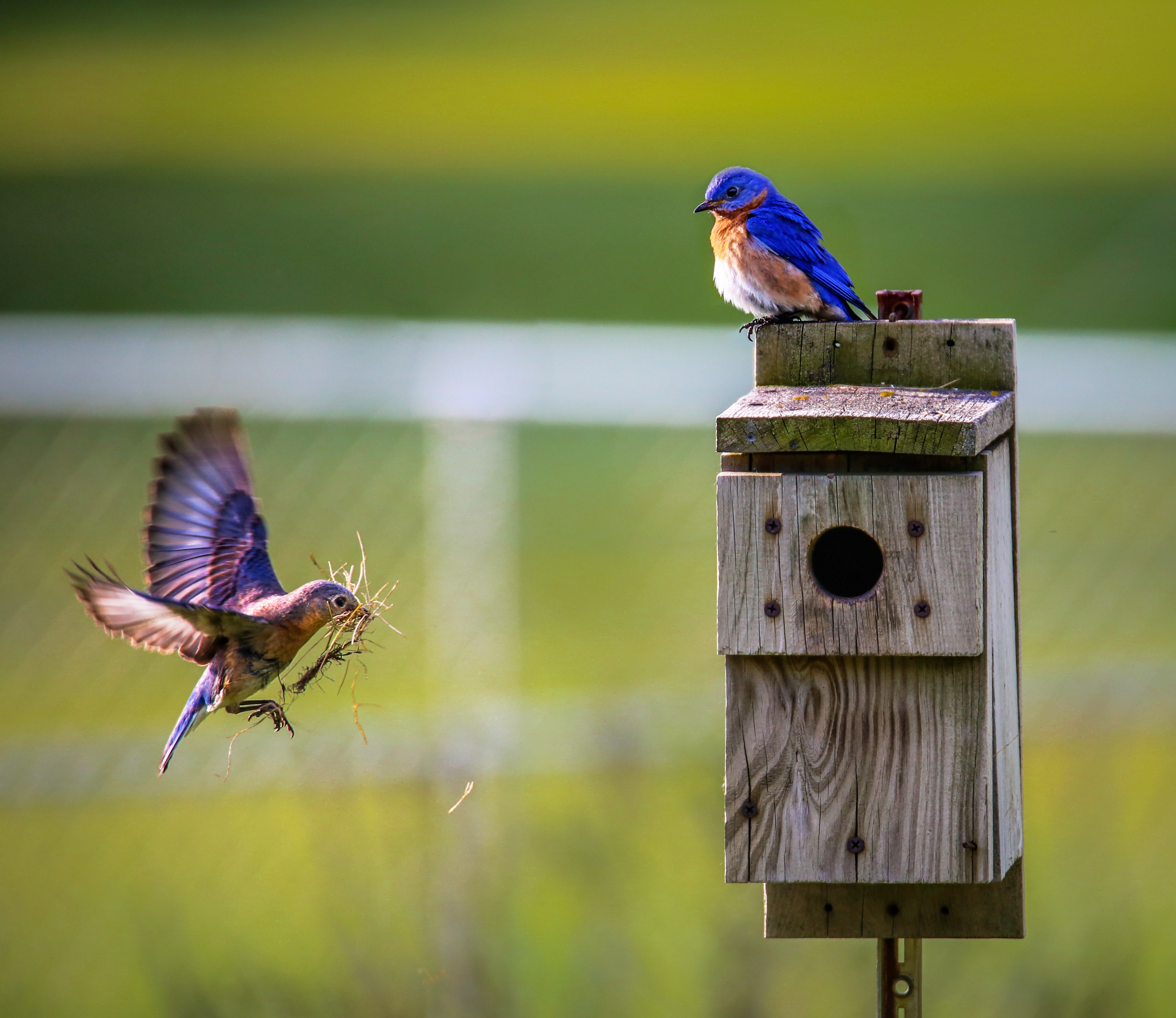 Bird House Wallpapers