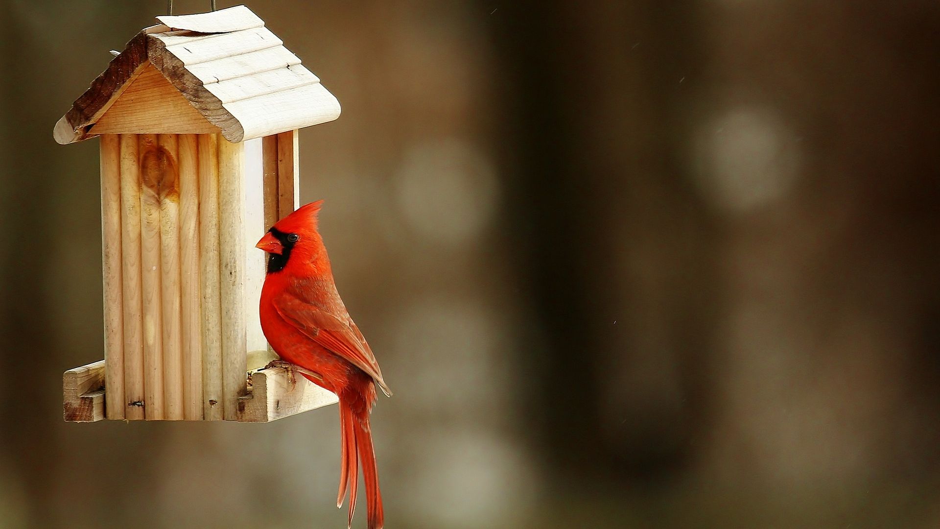 Bird House Wallpapers