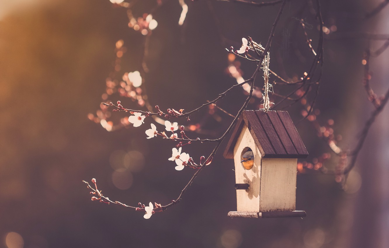 Bird House Wallpapers