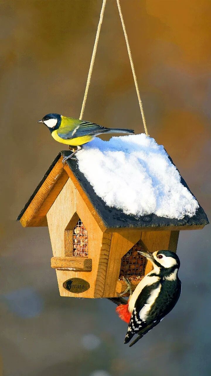 Bird House Wallpapers