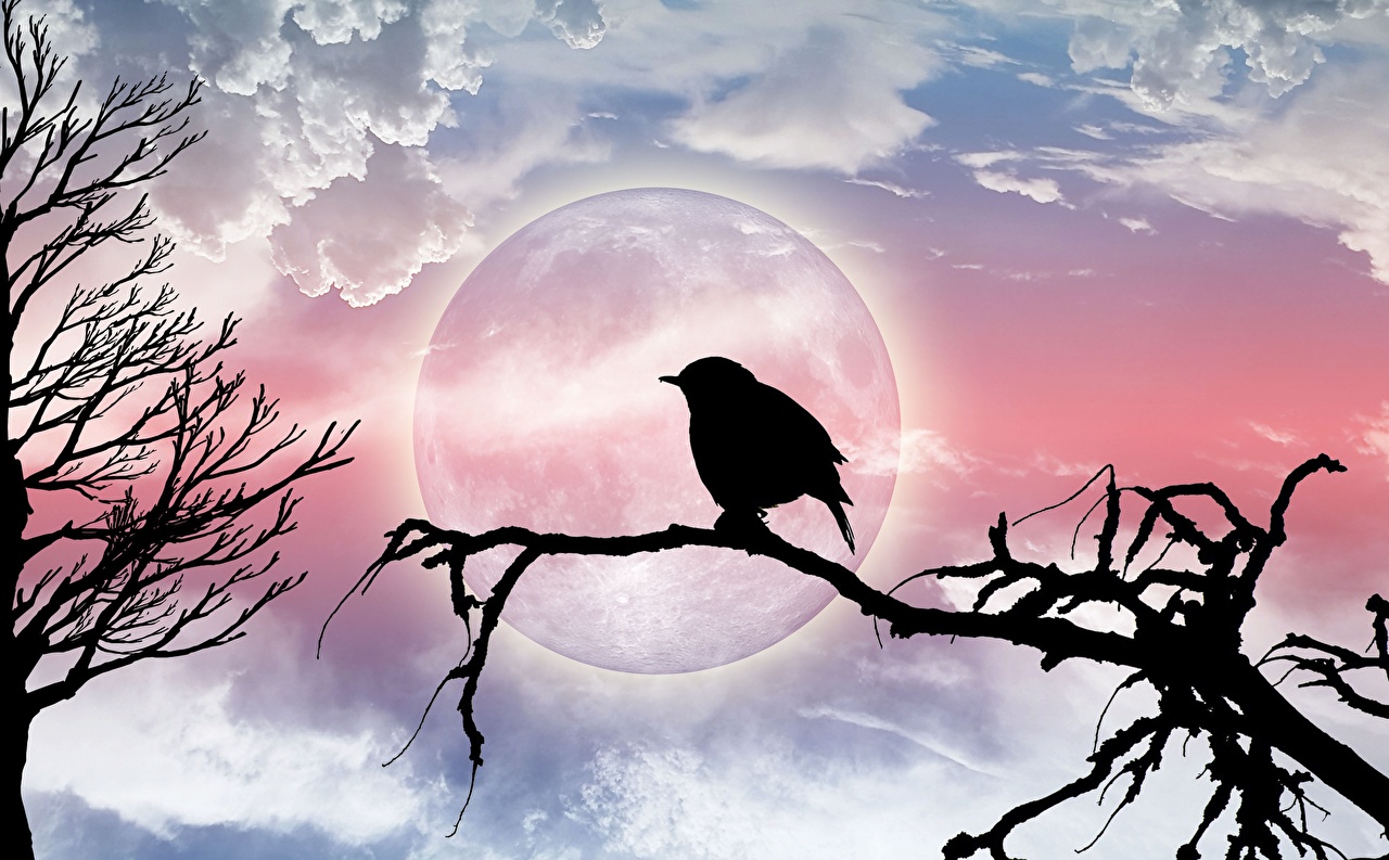 Bird Silhouette Wallpapers