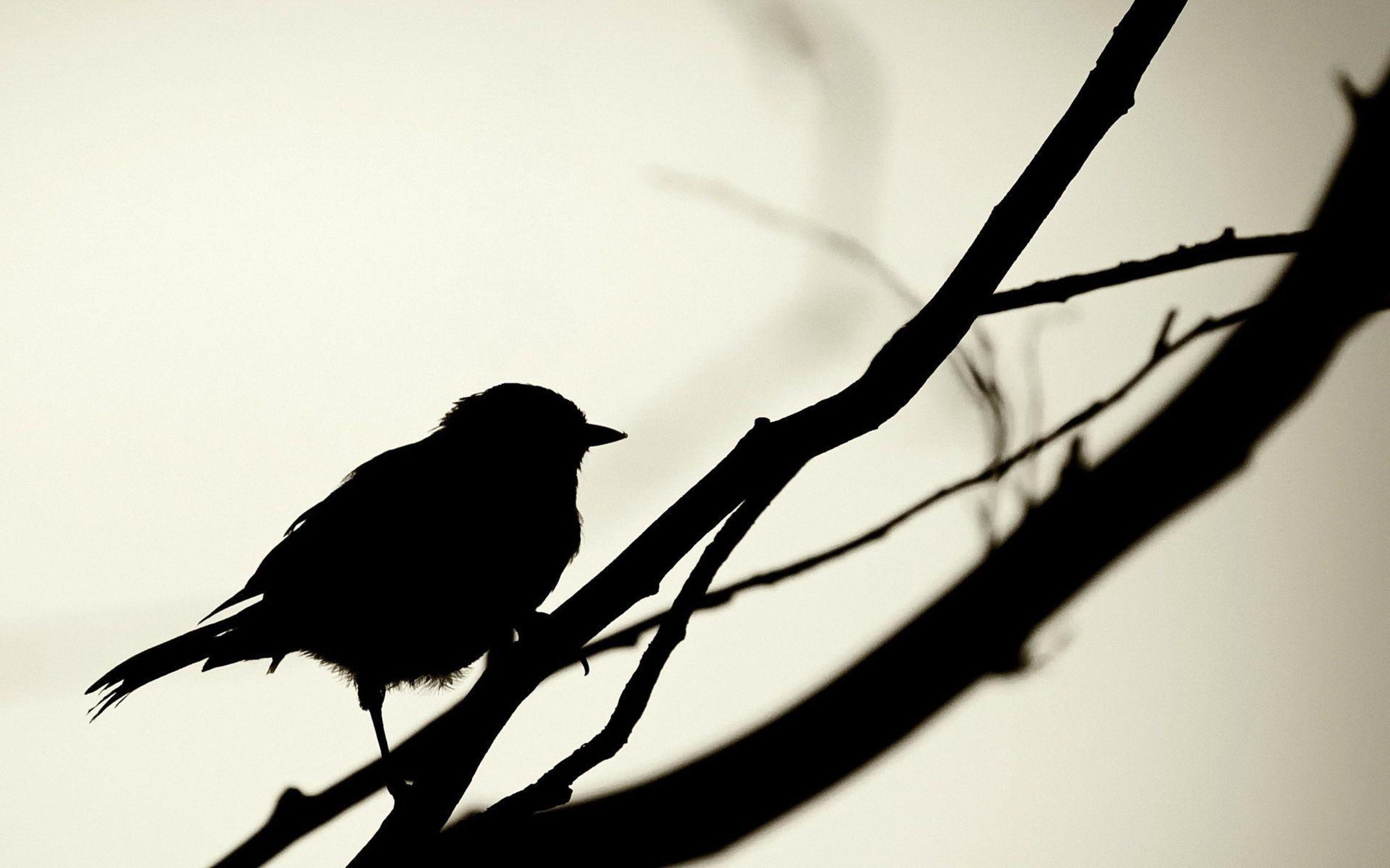 Bird Silhouette Wallpapers