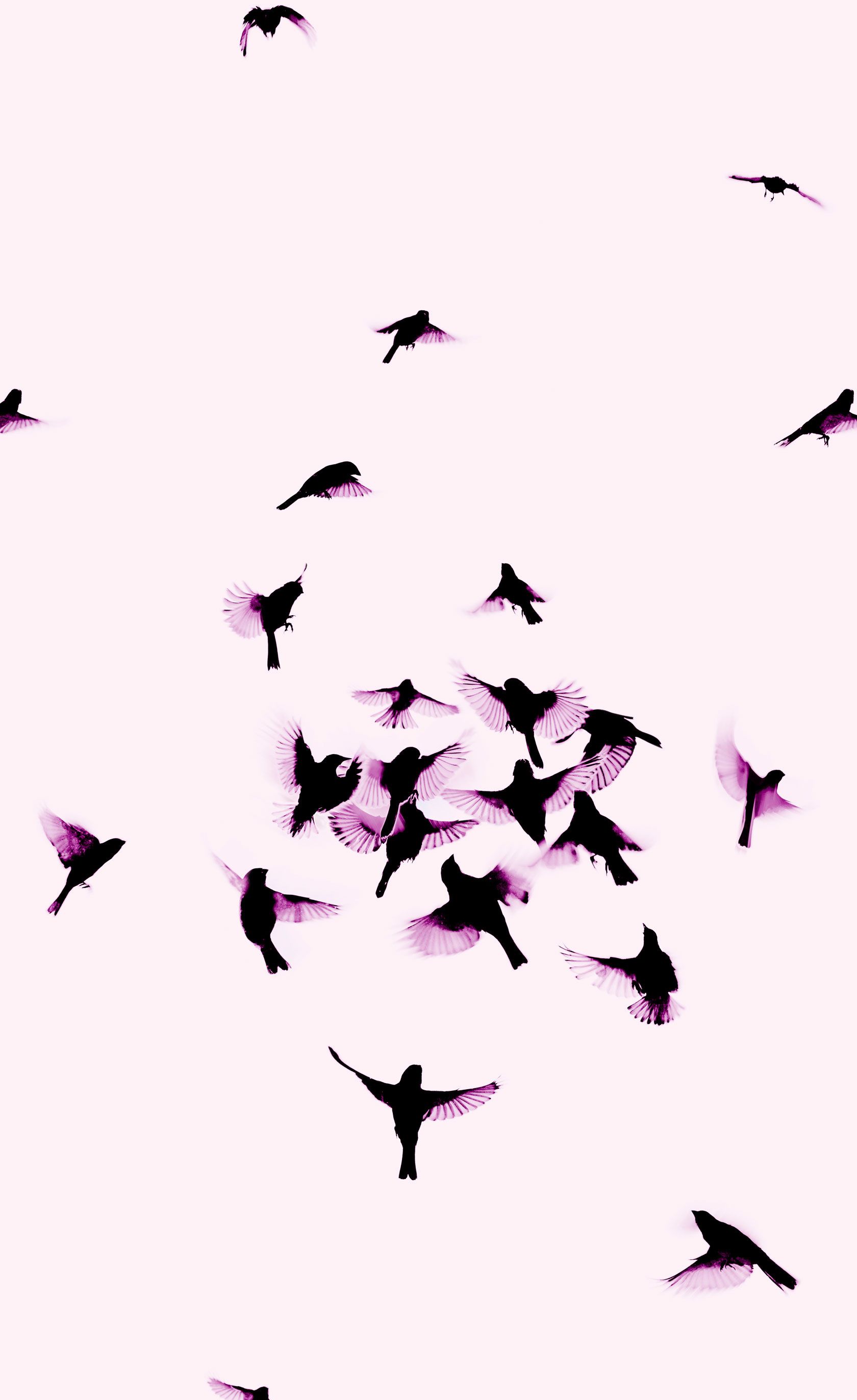 Birds Aesthetic Wallpapers