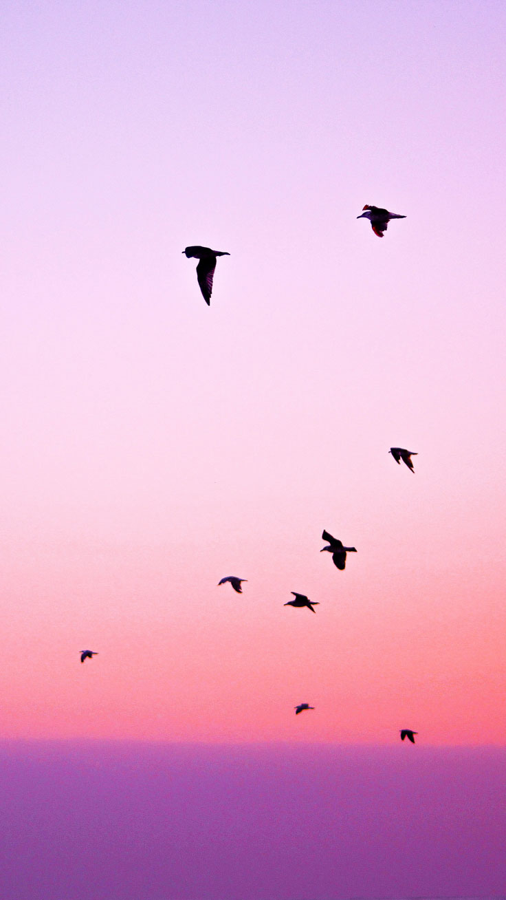 Birds Aesthetic Wallpapers