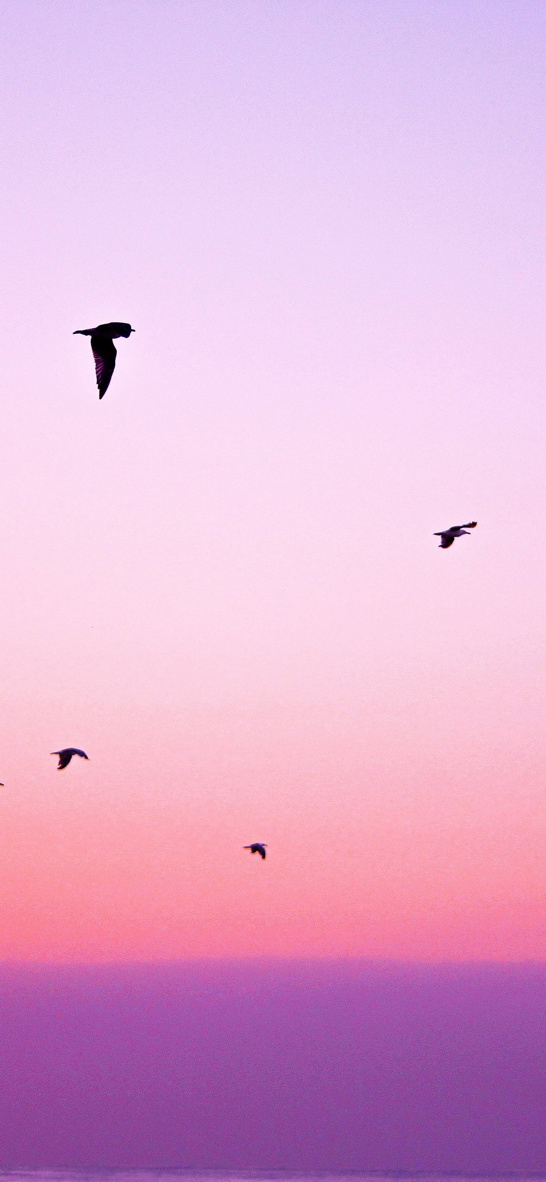 Birds Aesthetic Wallpapers