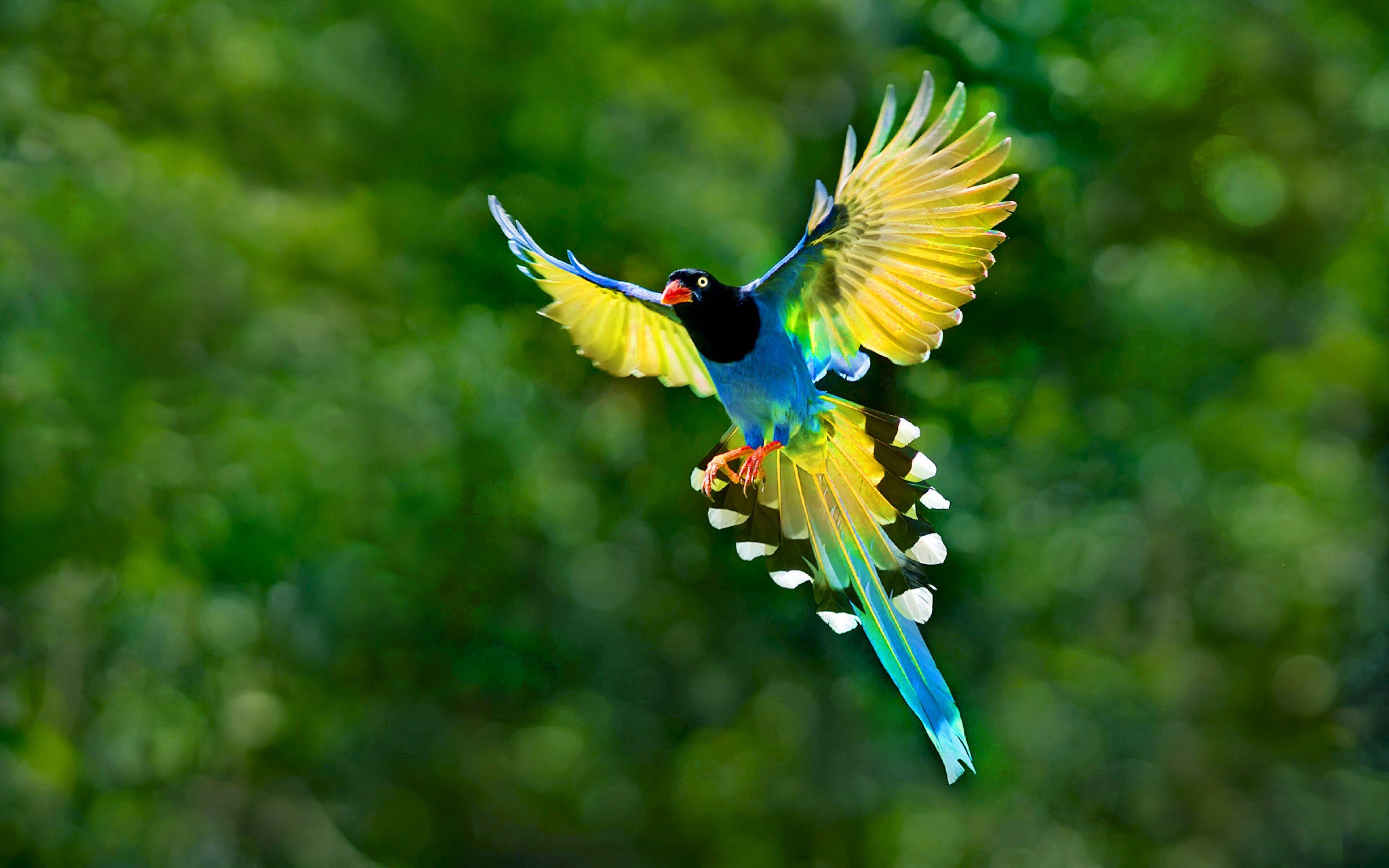 Birds Nature Wallpapers