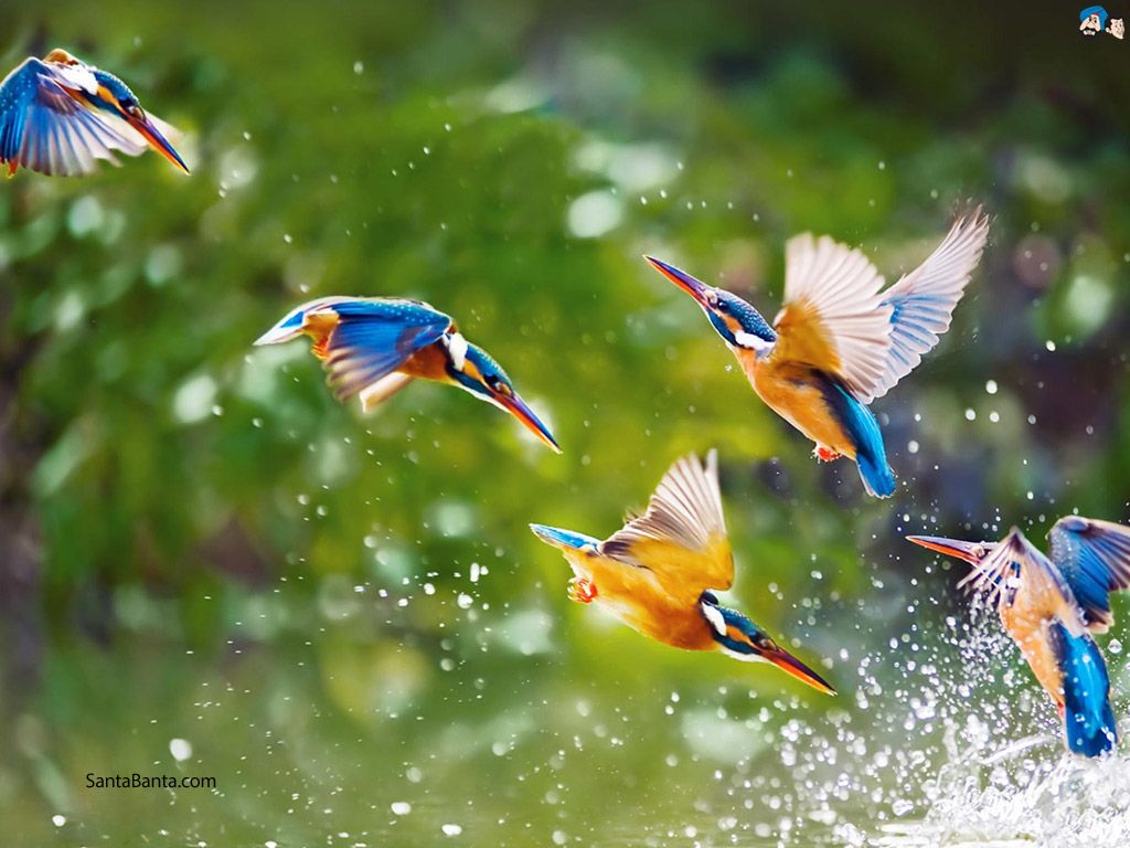 Birds Nature Wallpapers