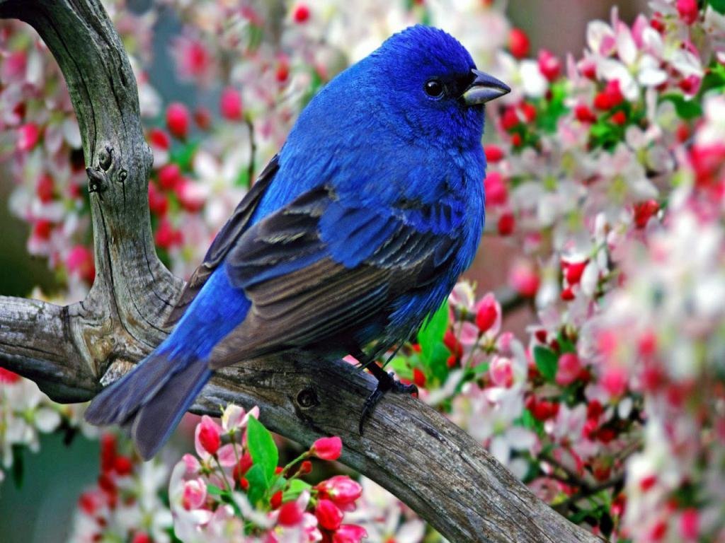 Birds Nature Wallpapers