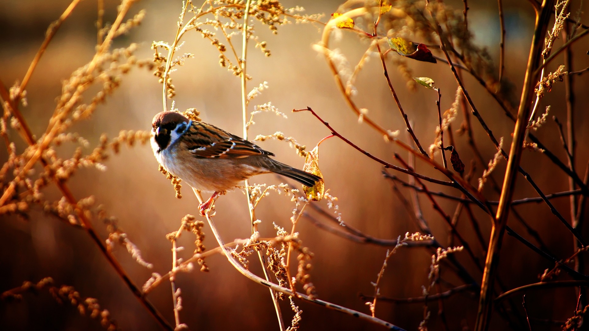 Birds Nature Wallpapers