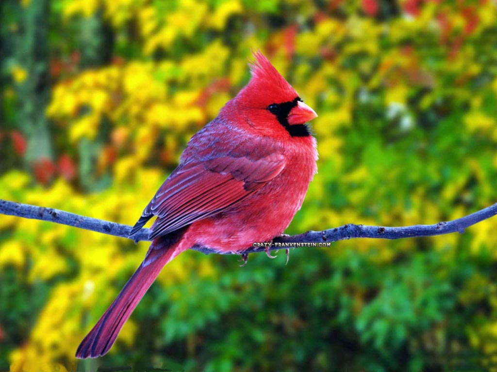 Birds Nature Wallpapers