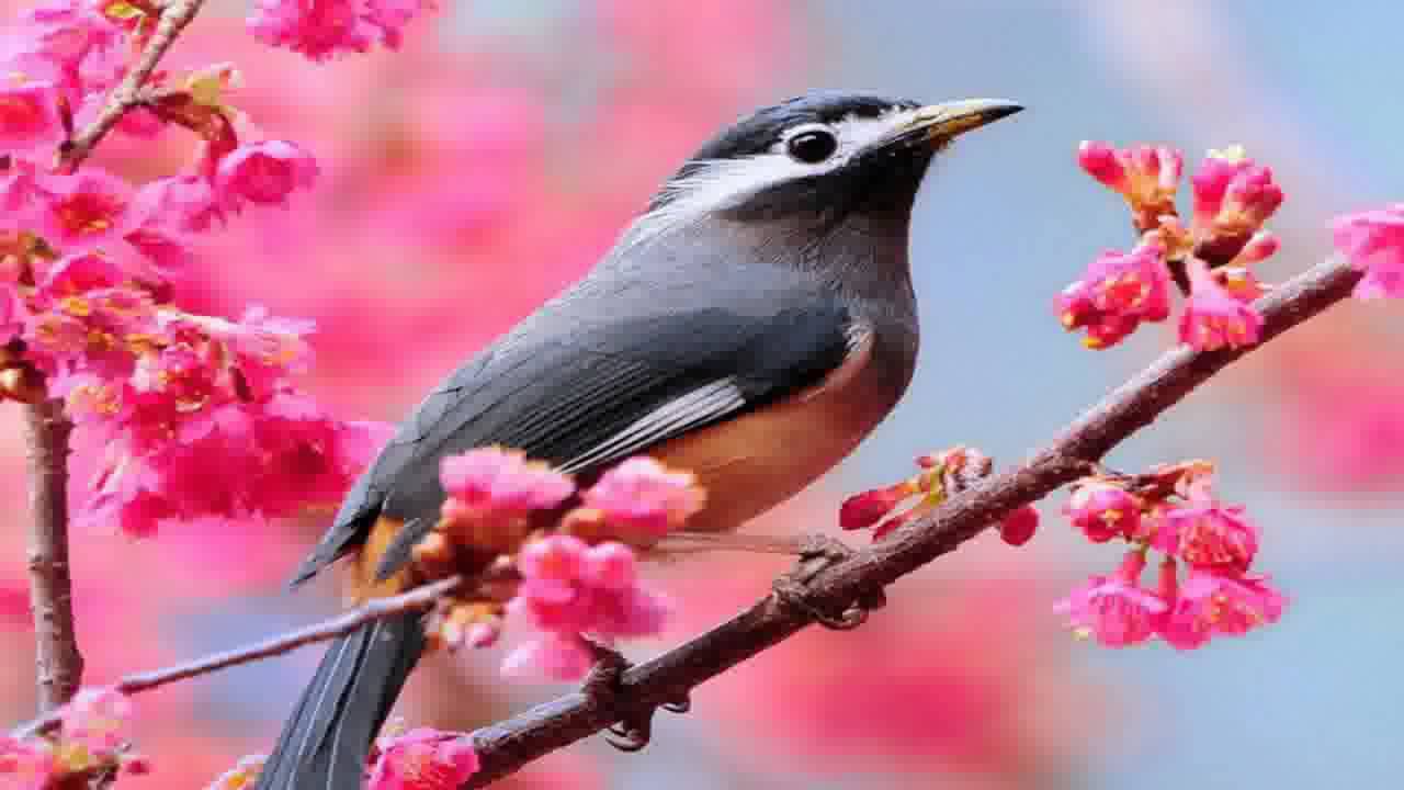 Birds Nature Wallpapers