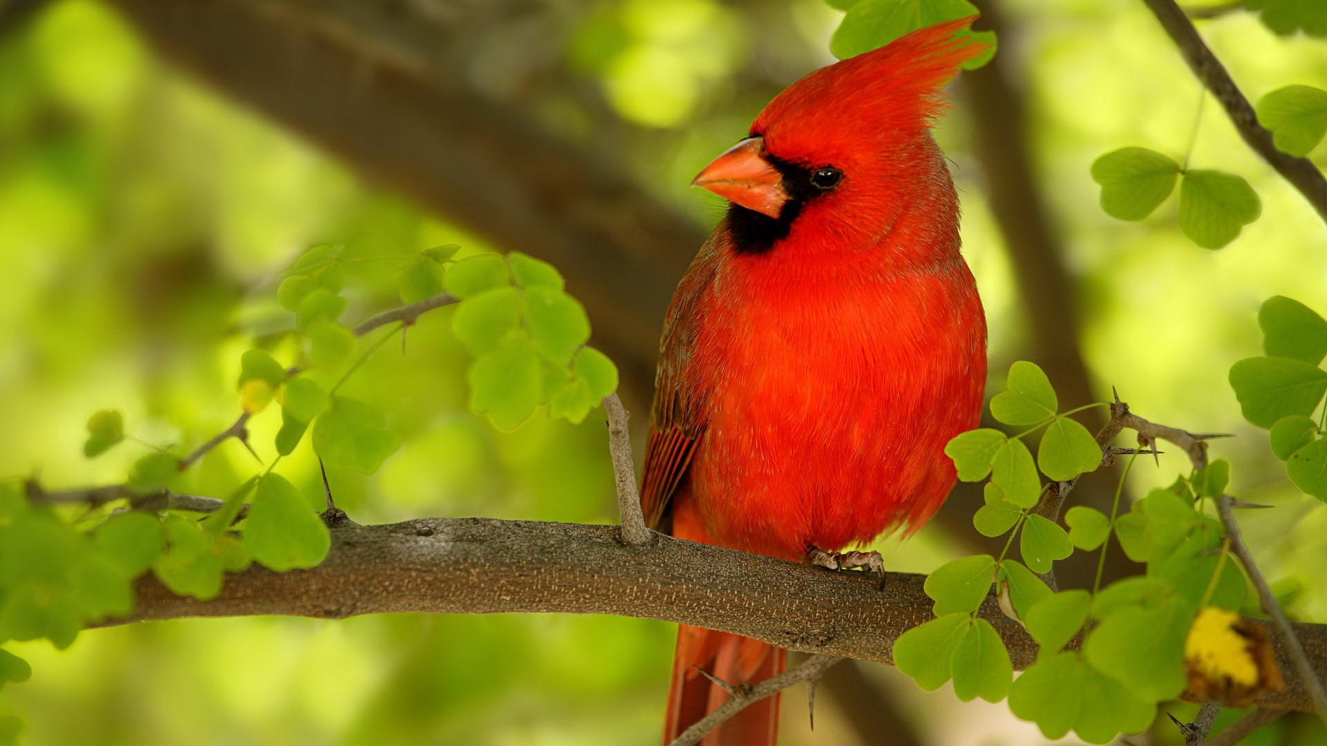 Birds Nature Wallpapers