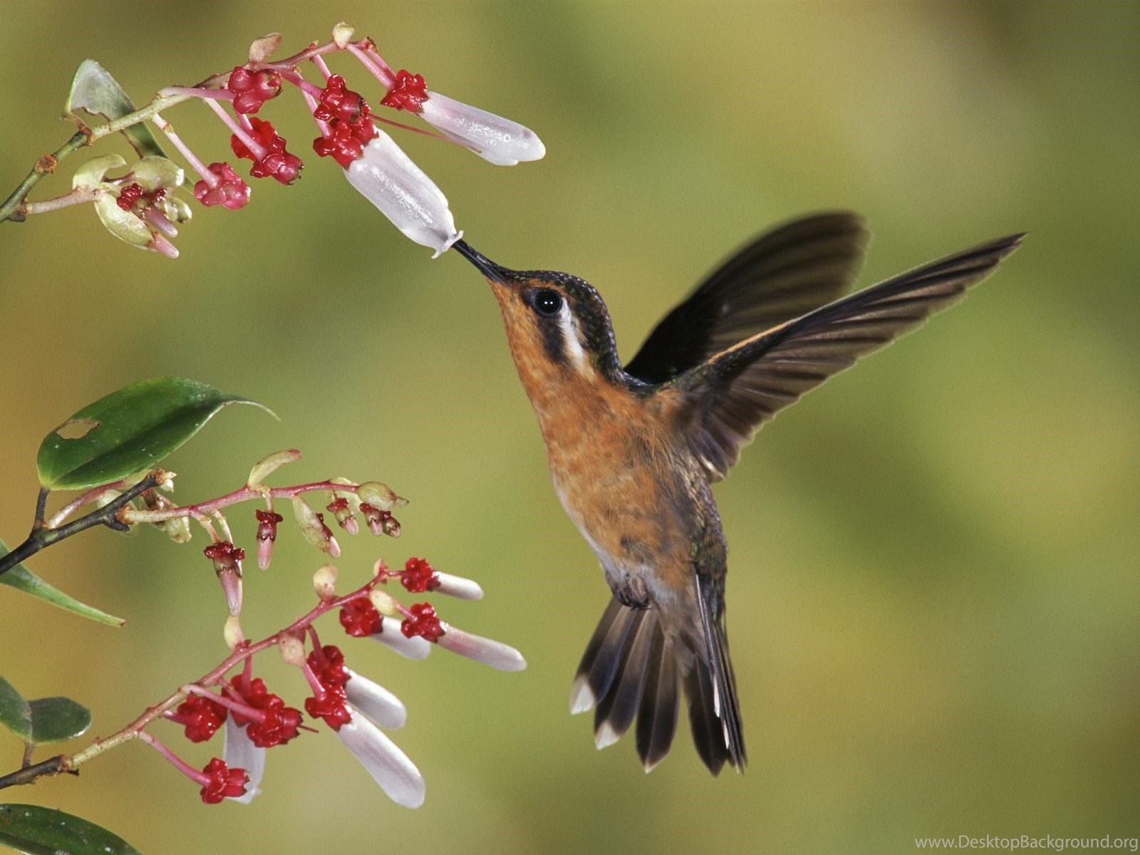 Birds Nature Wallpapers