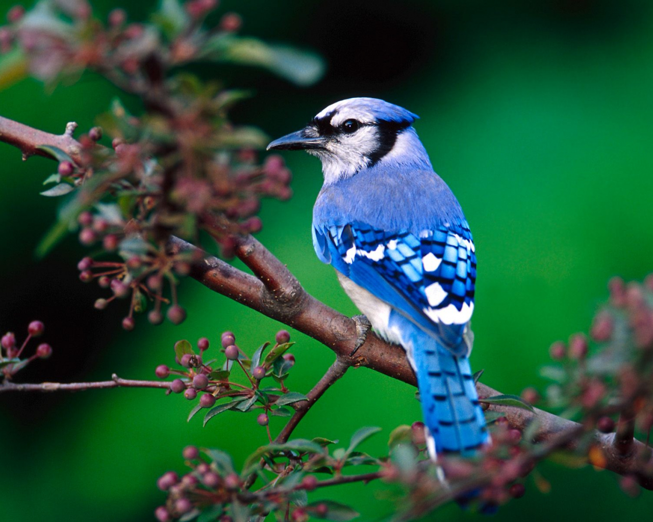 Birds Nature Wallpapers