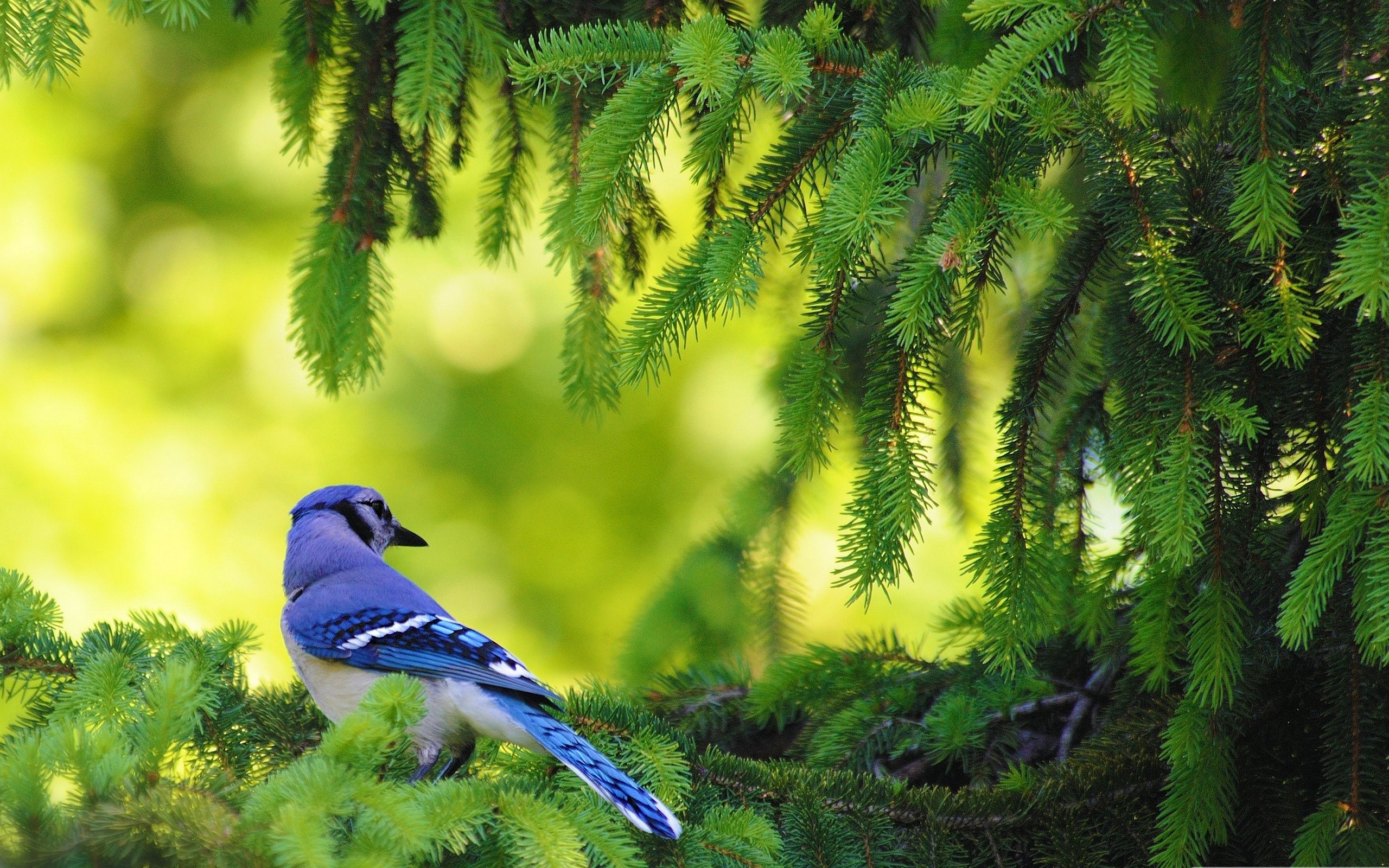 Birds Nature Wallpapers