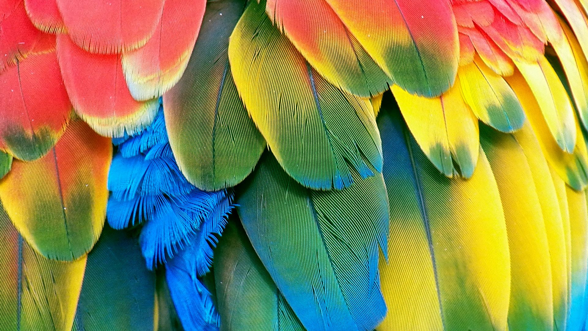 Birds Of A Feather Wallpapers