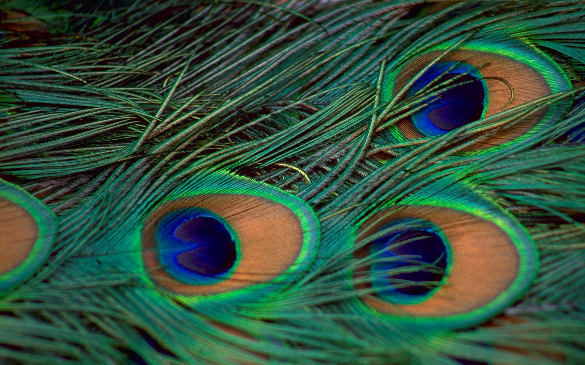 Birds Of A Feather Wallpapers