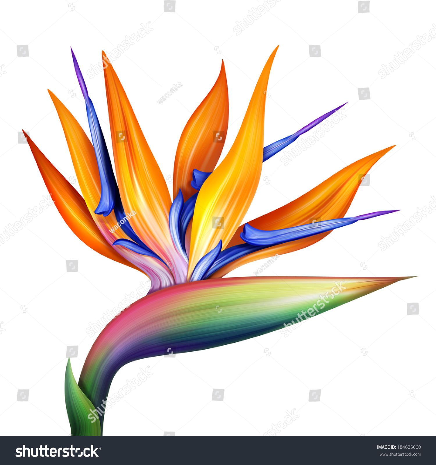 Birds Of Paradise Background