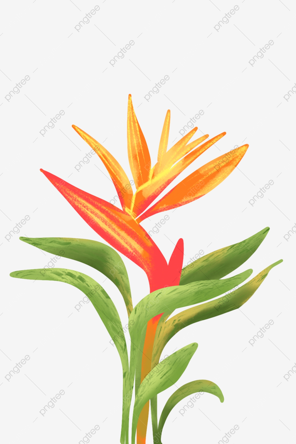 Birds Of Paradise Background