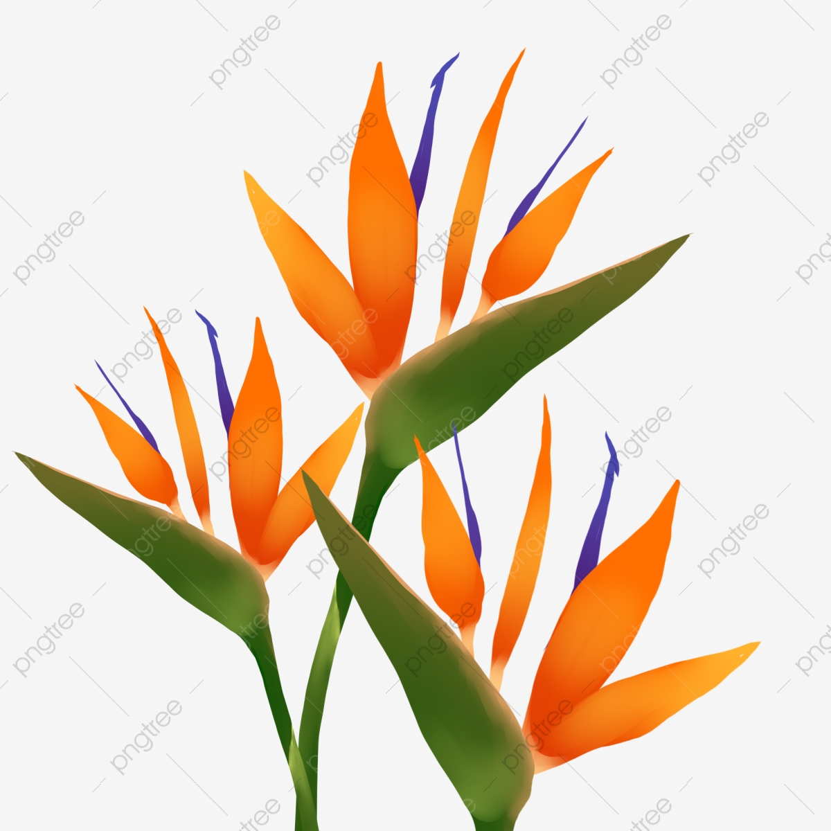 Birds Of Paradise Background