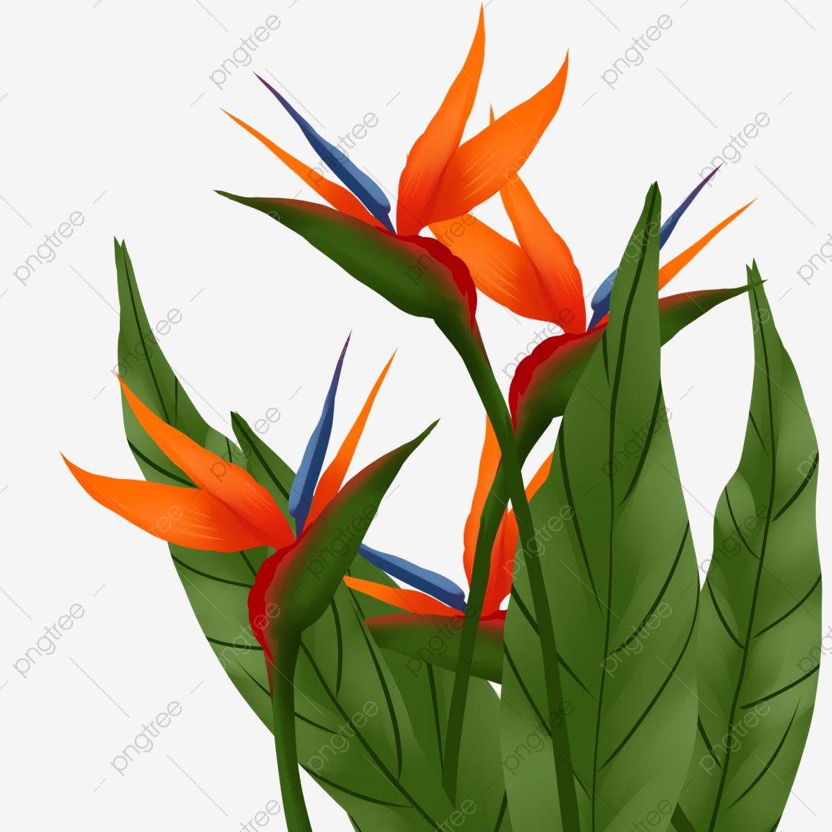 Birds Of Paradise Background