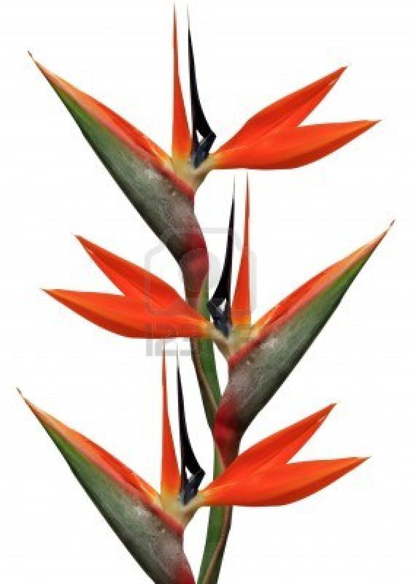 Birds Of Paradise Background