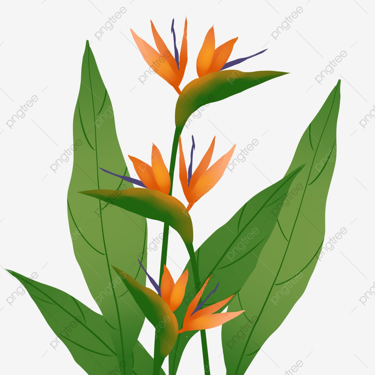 Birds Of Paradise Background