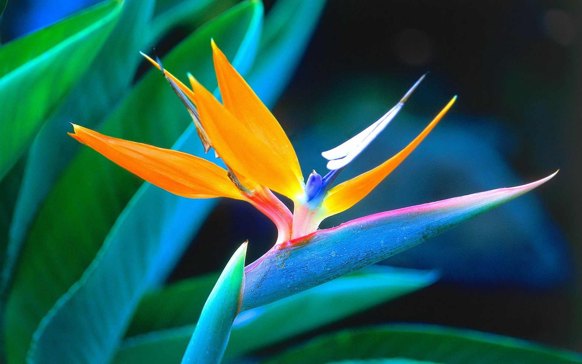 Birds Of Paradise Background