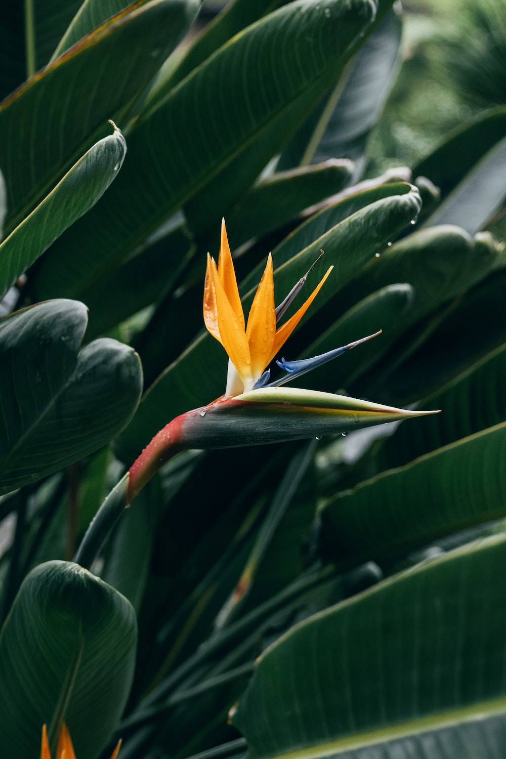 Birds Of Paradise Background