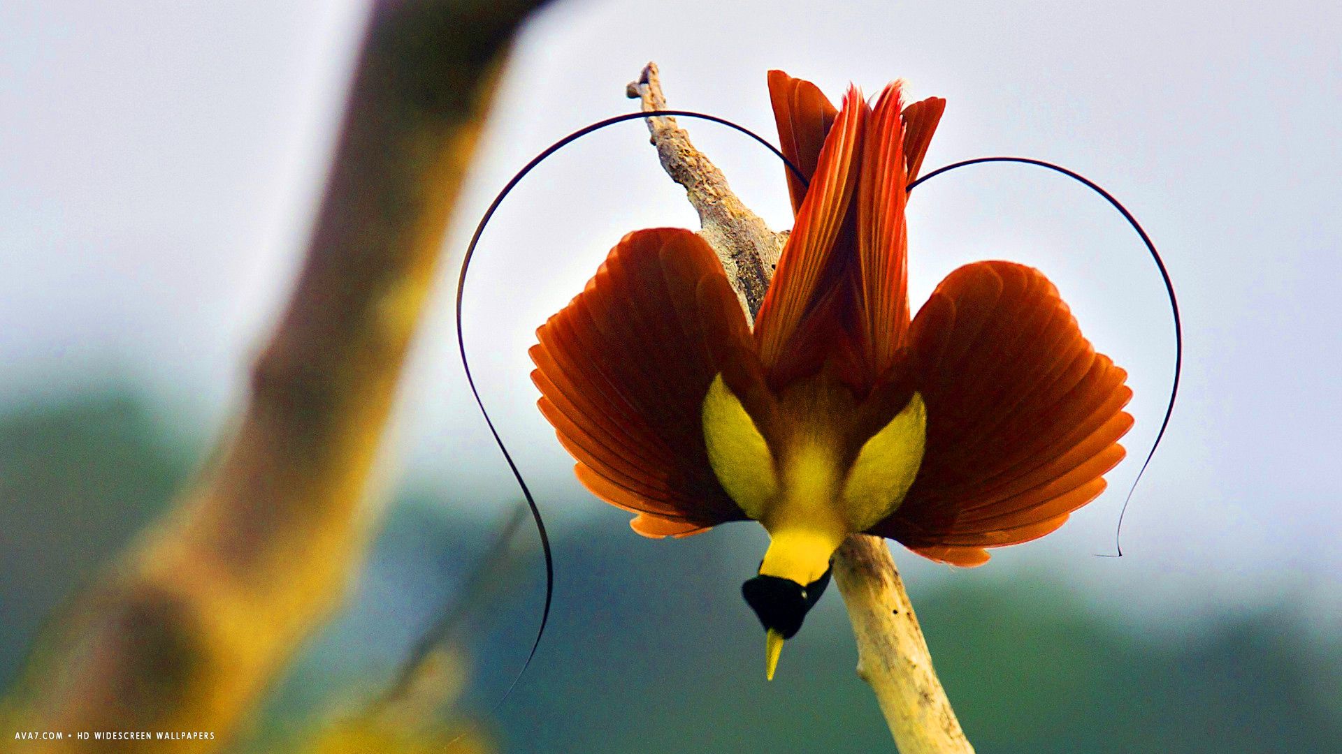 Birds Of Paradise Background