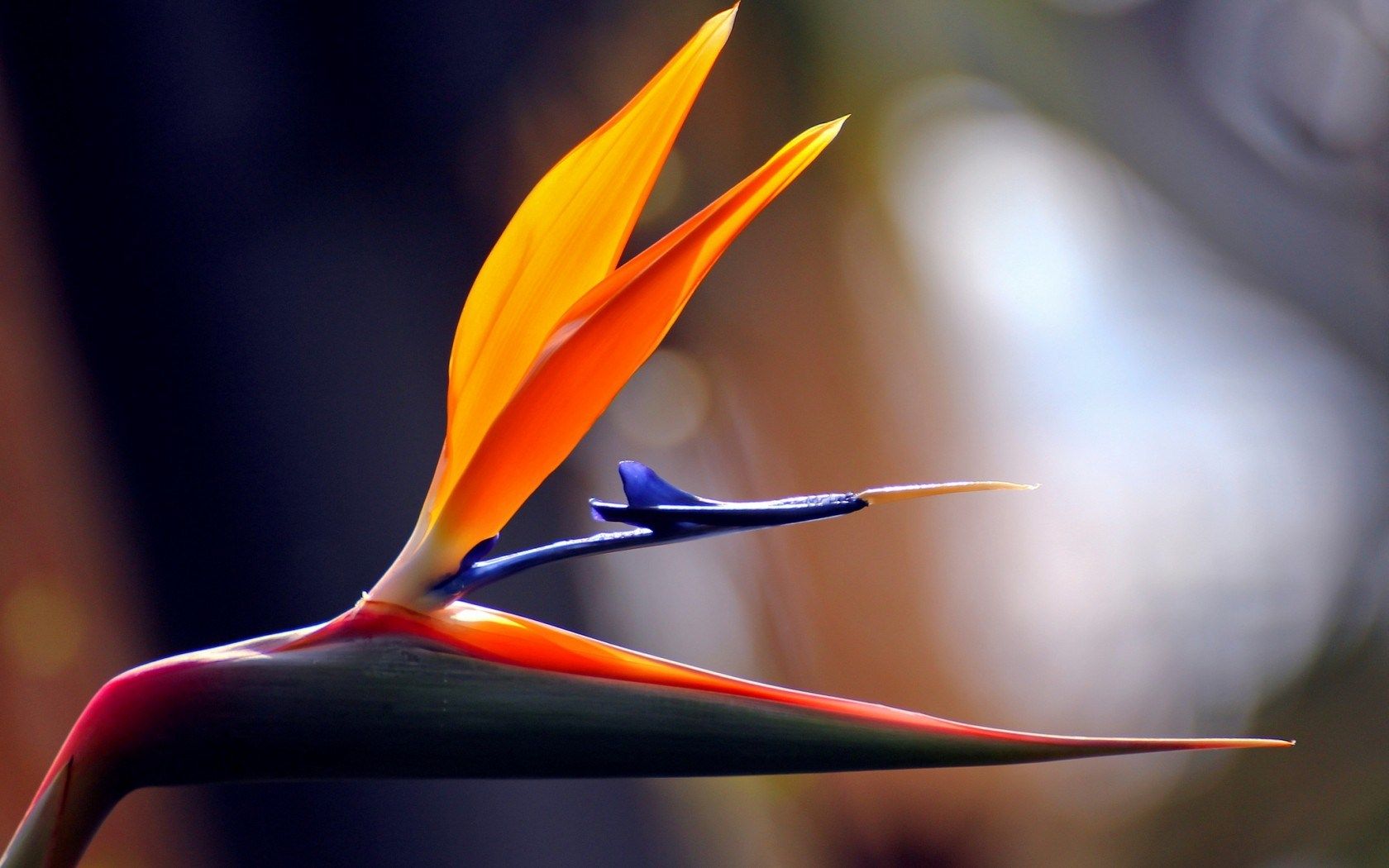 Birds Of Paradise Background