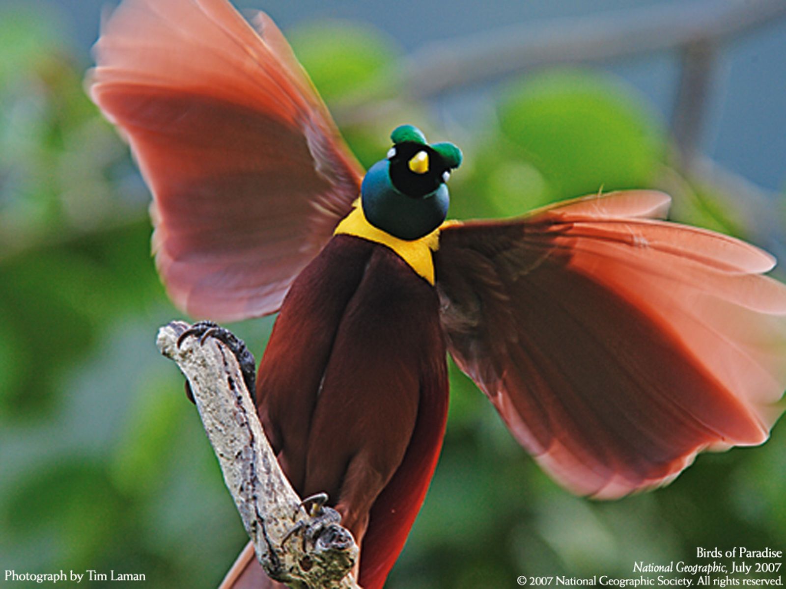 Birds Of Paradise Background