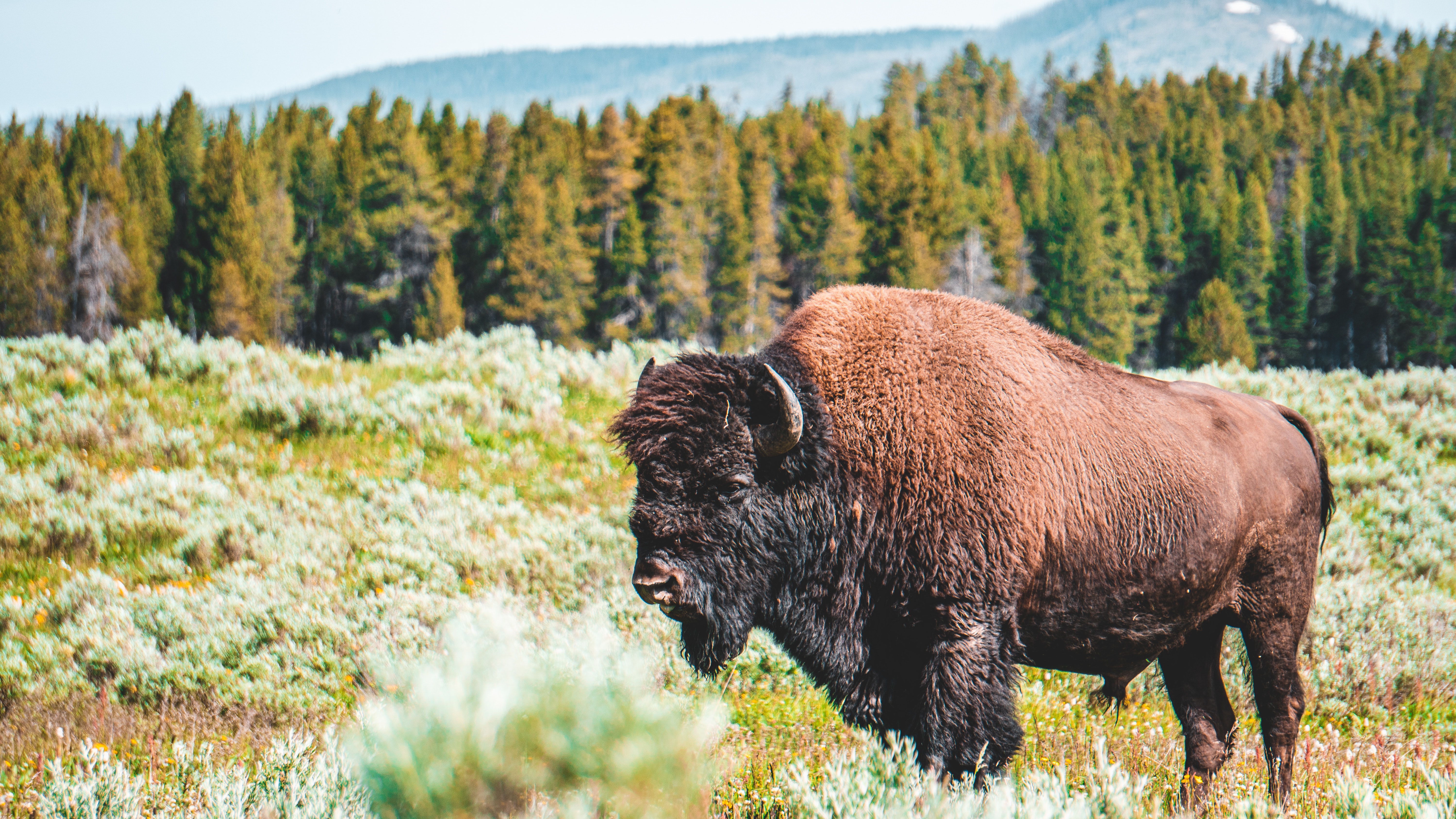 Природная зона зубра. Лесной Бизон (в Канаде) (Bison Bison athabascae). ЗУБР Тайга. Бизоны в России. ЗУБР В природе.