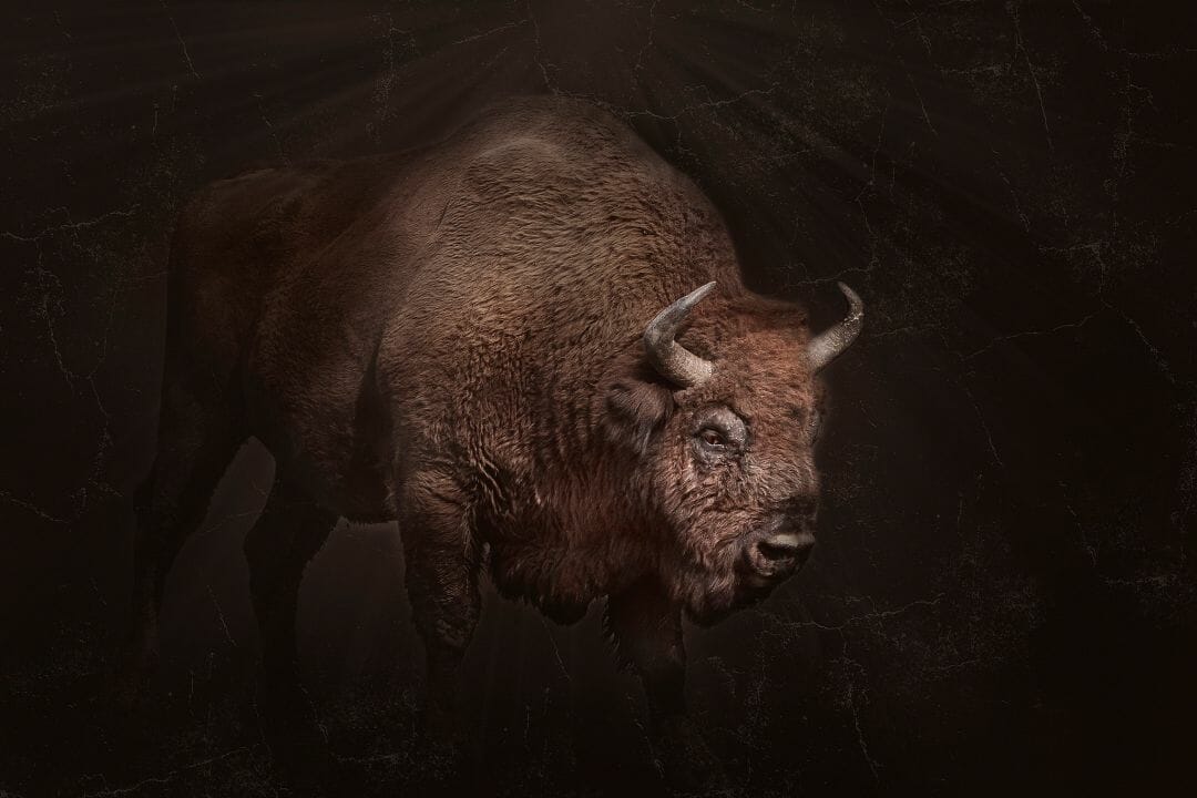 Bison Wallpapers